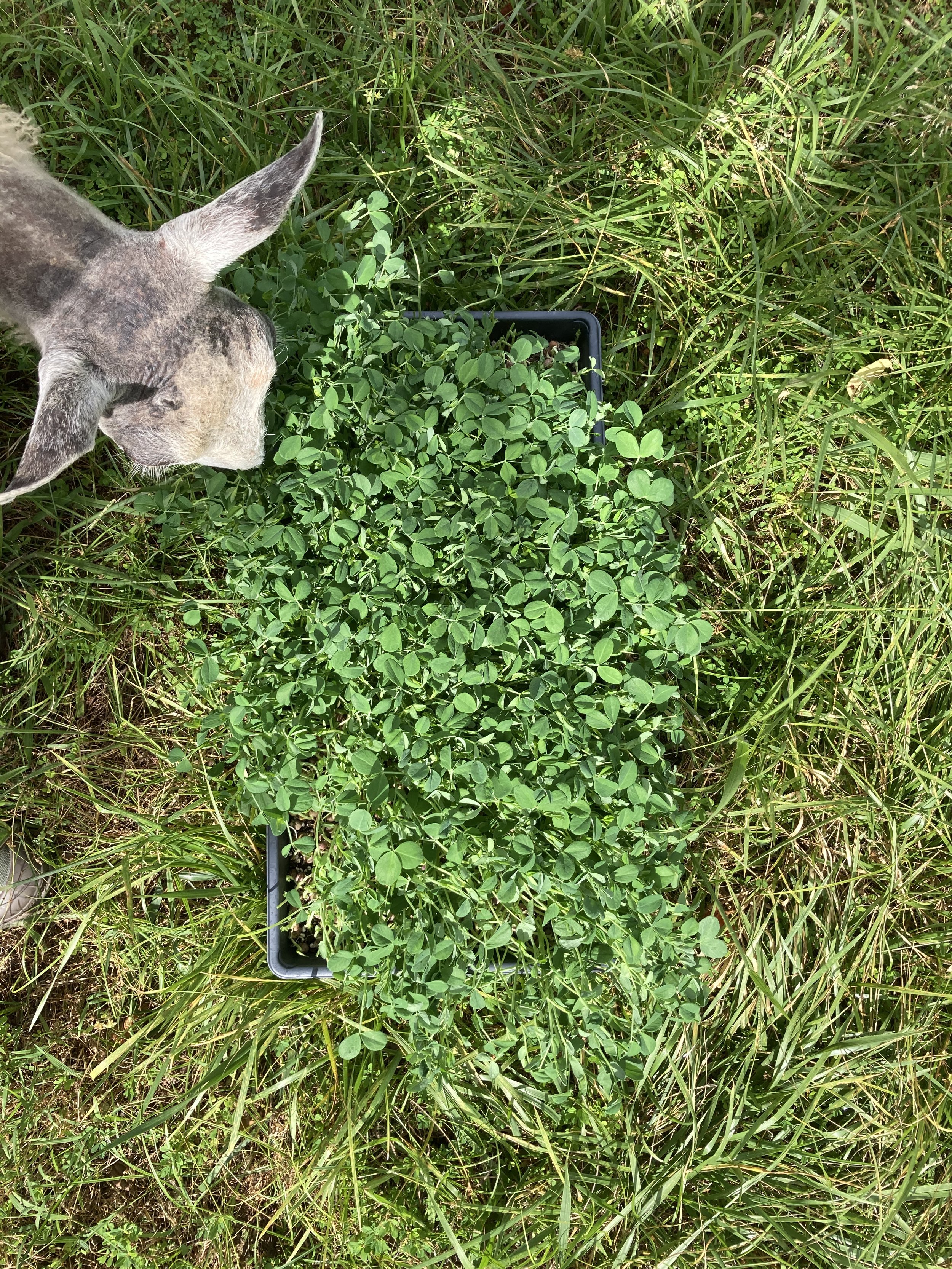 Micro Greens