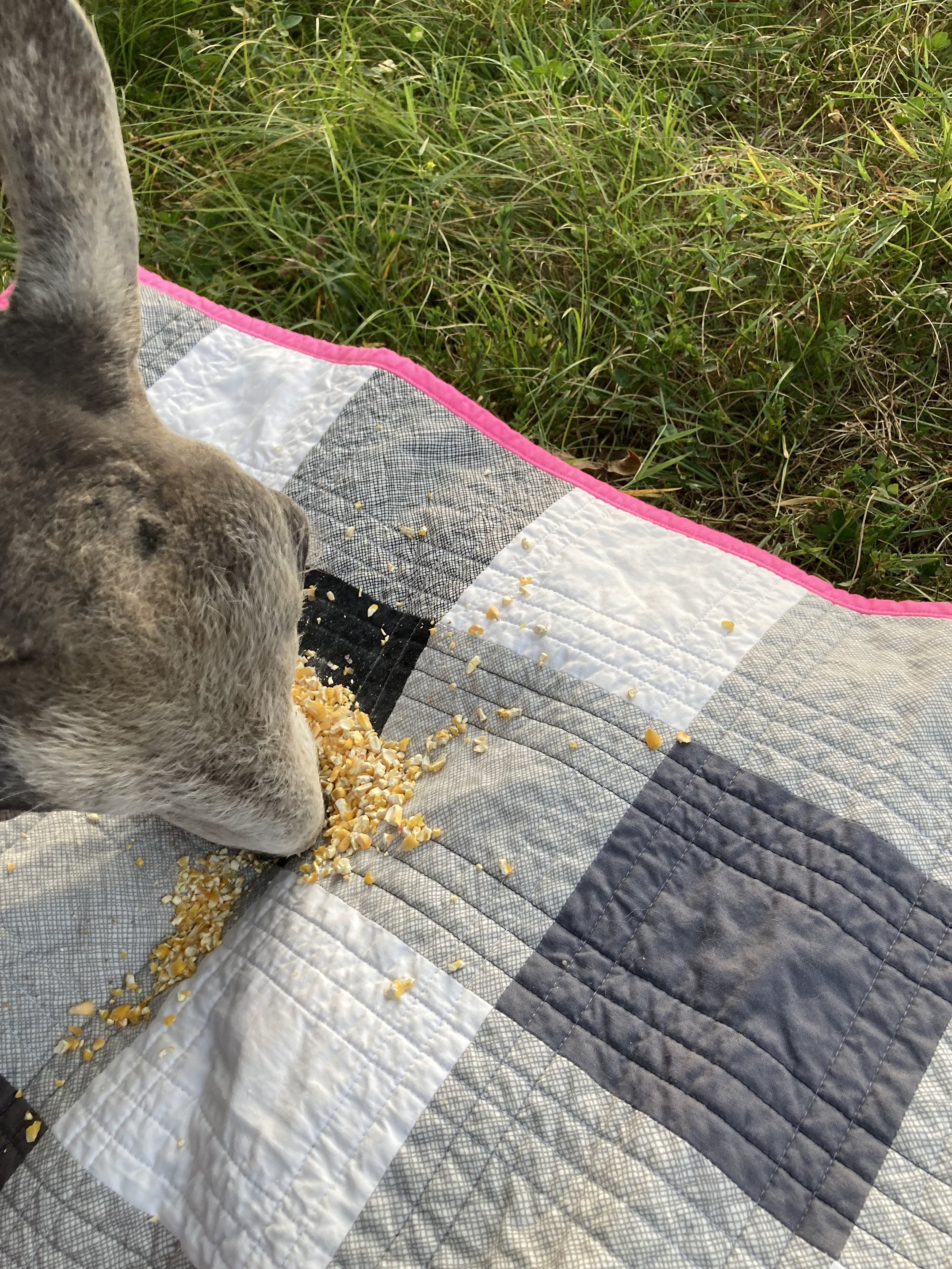 Picnic (quilt by Rowan Haug)