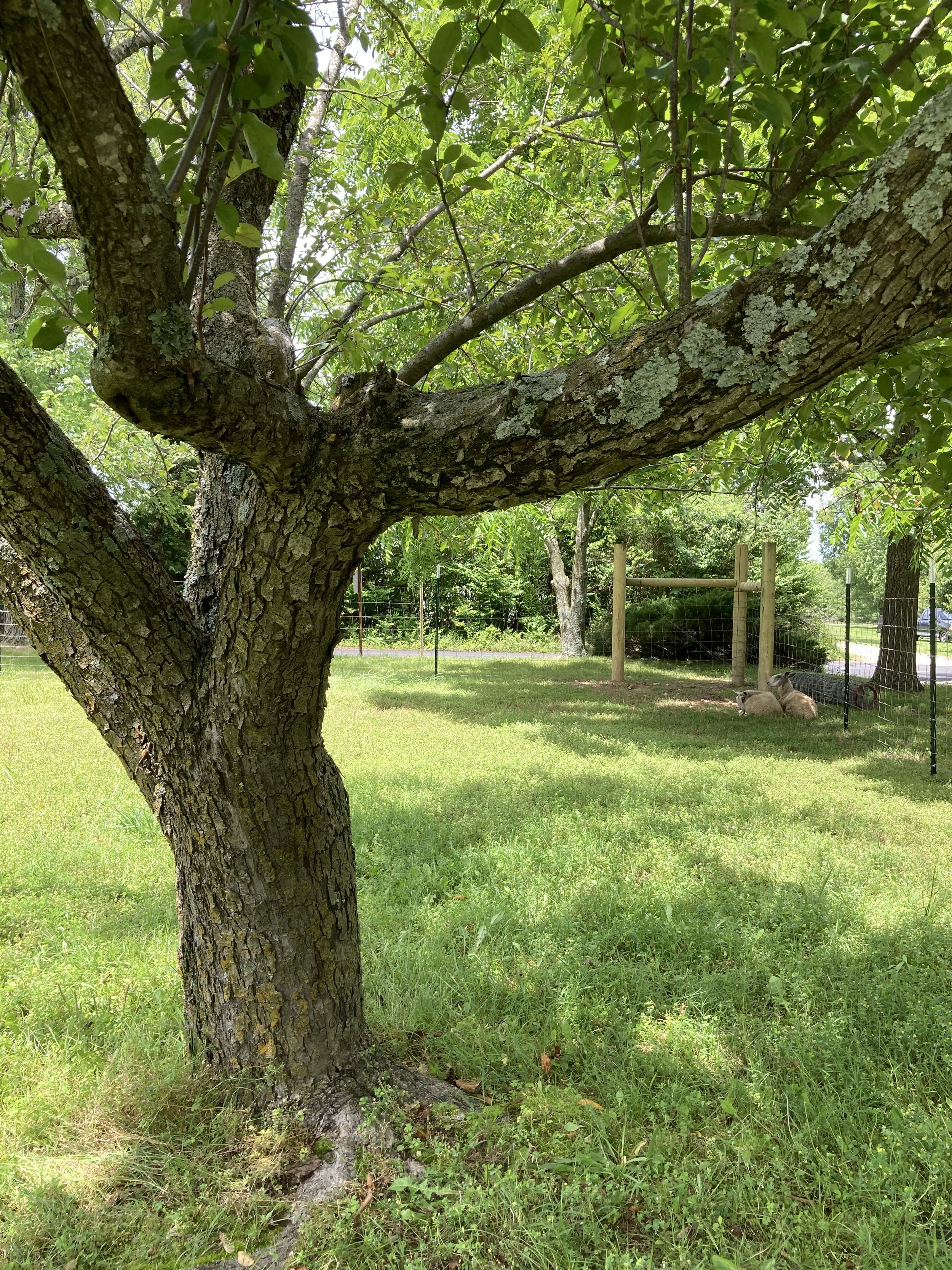  Time spent caring for two Bluefaced Leicester sheep and livestock guardian dogs in the Ozark Mountains region of Northwest Arkansas, Fieldwork is a rumination on a learning curve, a reflection on the acts of owning, belonging, and care. It is also a