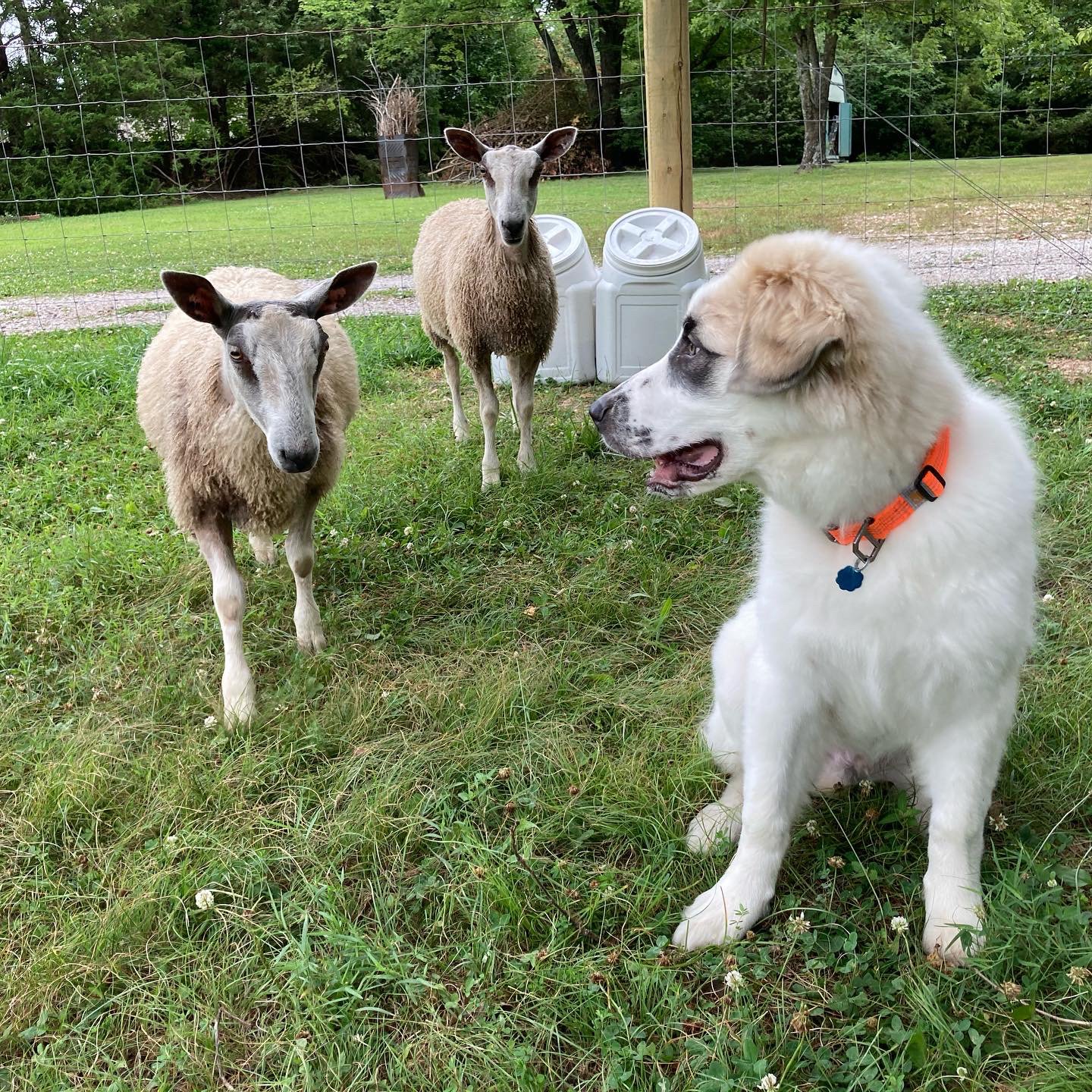 Sheep and Puppy at 4mos