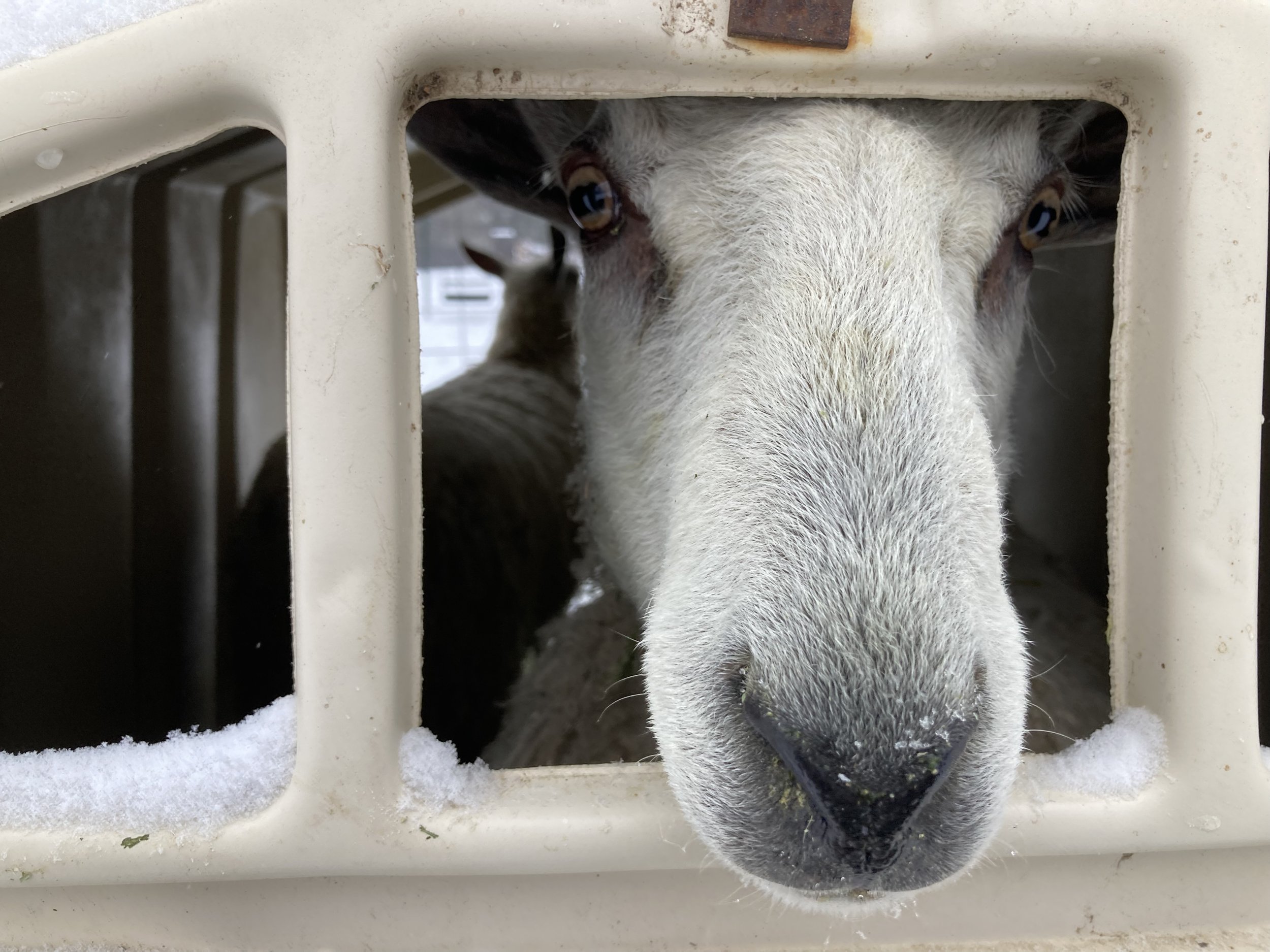  Time spent caring for two Bluefaced Leicester sheep and livestock guardian dogs in the Ozark Mountains region of Northwest Arkansas, Fieldwork is a rumination on a learning curve, a reflection on the acts of owning, belonging, and care. It is also a