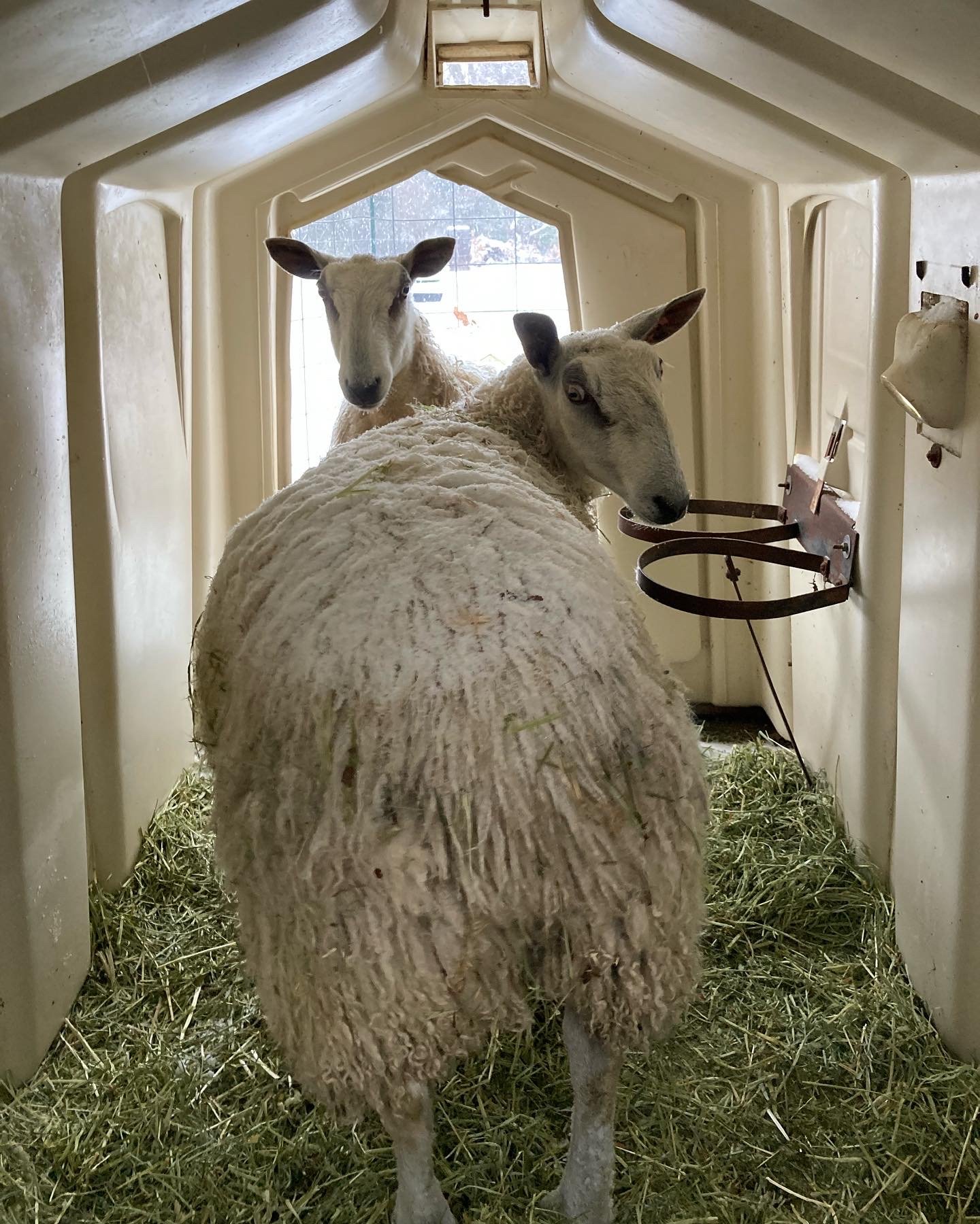  Time spent caring for two Bluefaced Leicester sheep and livestock guardian dogs in the Ozark Mountains region of Northwest Arkansas, Fieldwork is a rumination on a learning curve, a reflection on the acts of owning, belonging, and care. It is also a