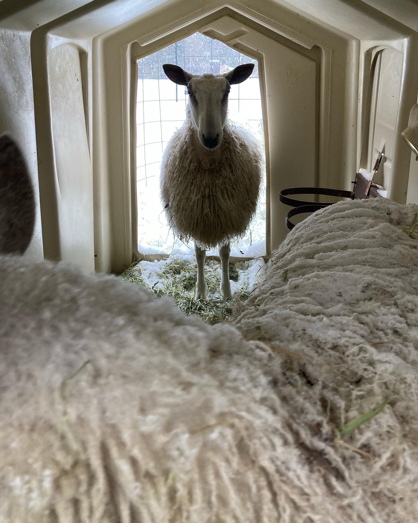  Time spent caring for two Bluefaced Leicester sheep and livestock guardian dogs in the Ozark Mountains region of Northwest Arkansas, Fieldwork is a rumination on a learning curve, a reflection on the acts of owning, belonging, and care. It is also a