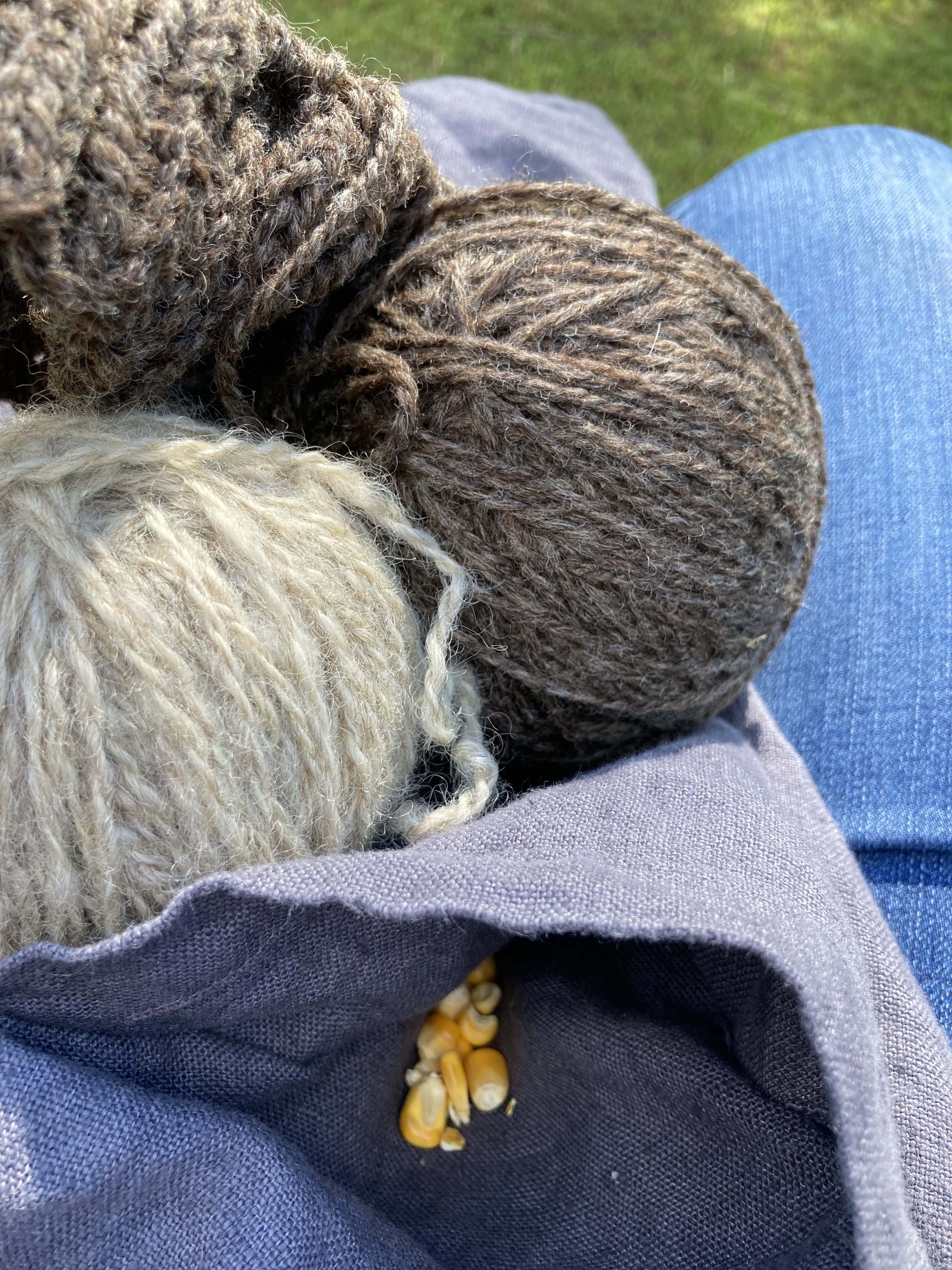 Knitting in the Field (corn in my apron pocket)