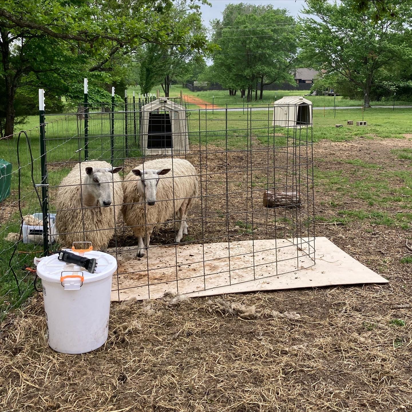 Ready for First Shearing