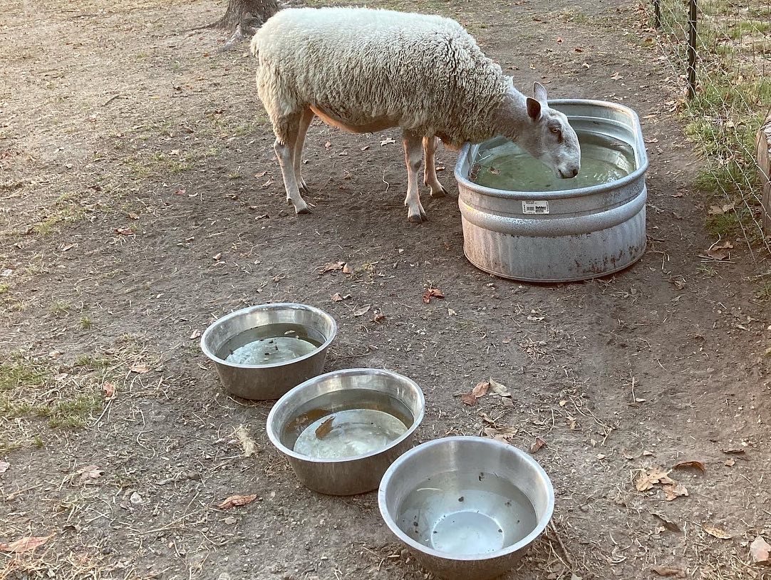  Time spent caring for two Bluefaced Leicester sheep and livestock guardian dogs in the Ozark Mountains region of Northwest Arkansas, Fieldwork is a rumination on a learning curve, a reflection on the acts of owning, belonging, and care. It is also a