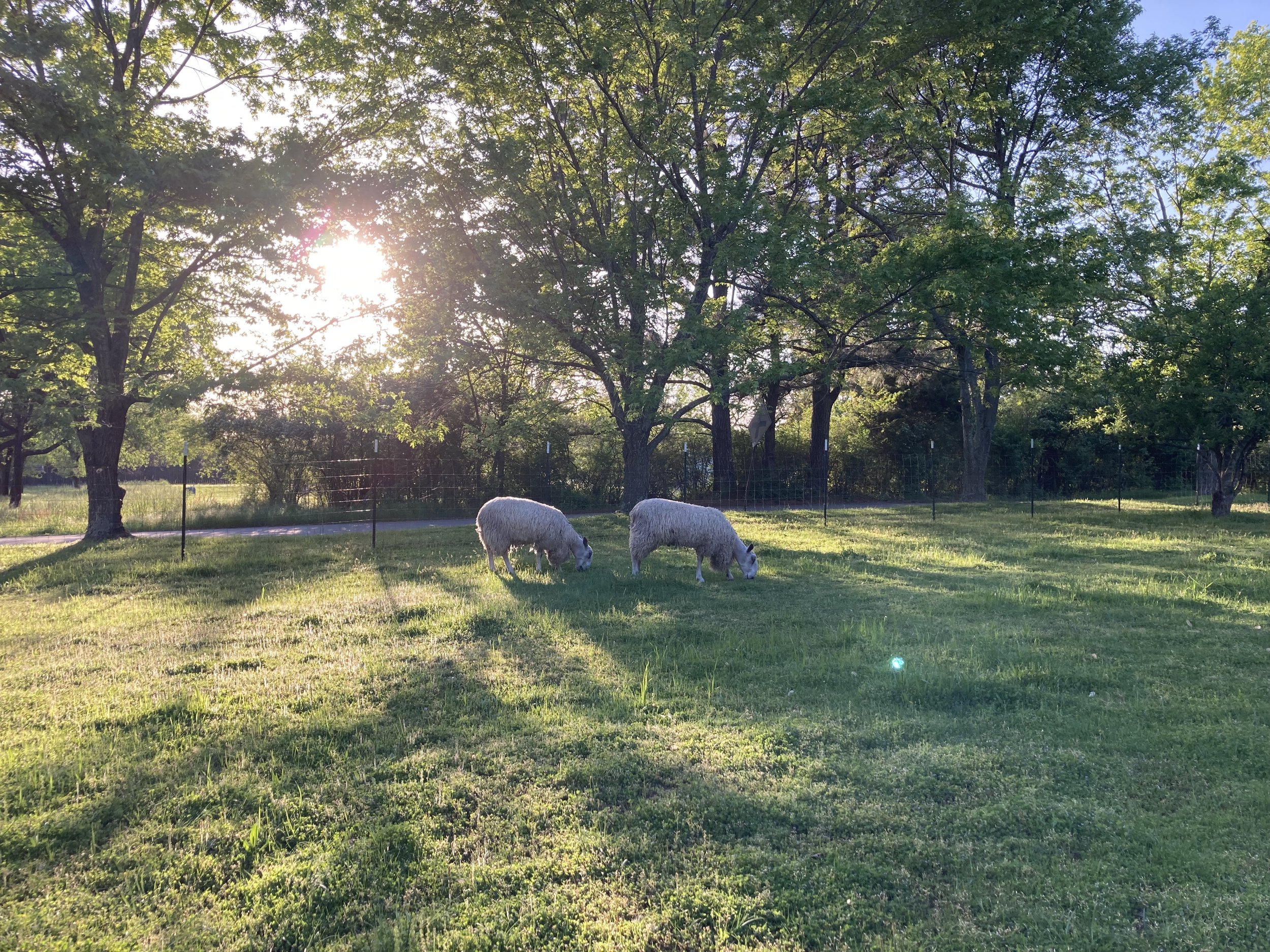  Time spent caring for two Bluefaced Leicester sheep and livestock guardian dogs in the Ozark Mountains region of Northwest Arkansas, Fieldwork is a rumination on a learning curve, a reflection on the acts of owning, belonging, and care. It is also a