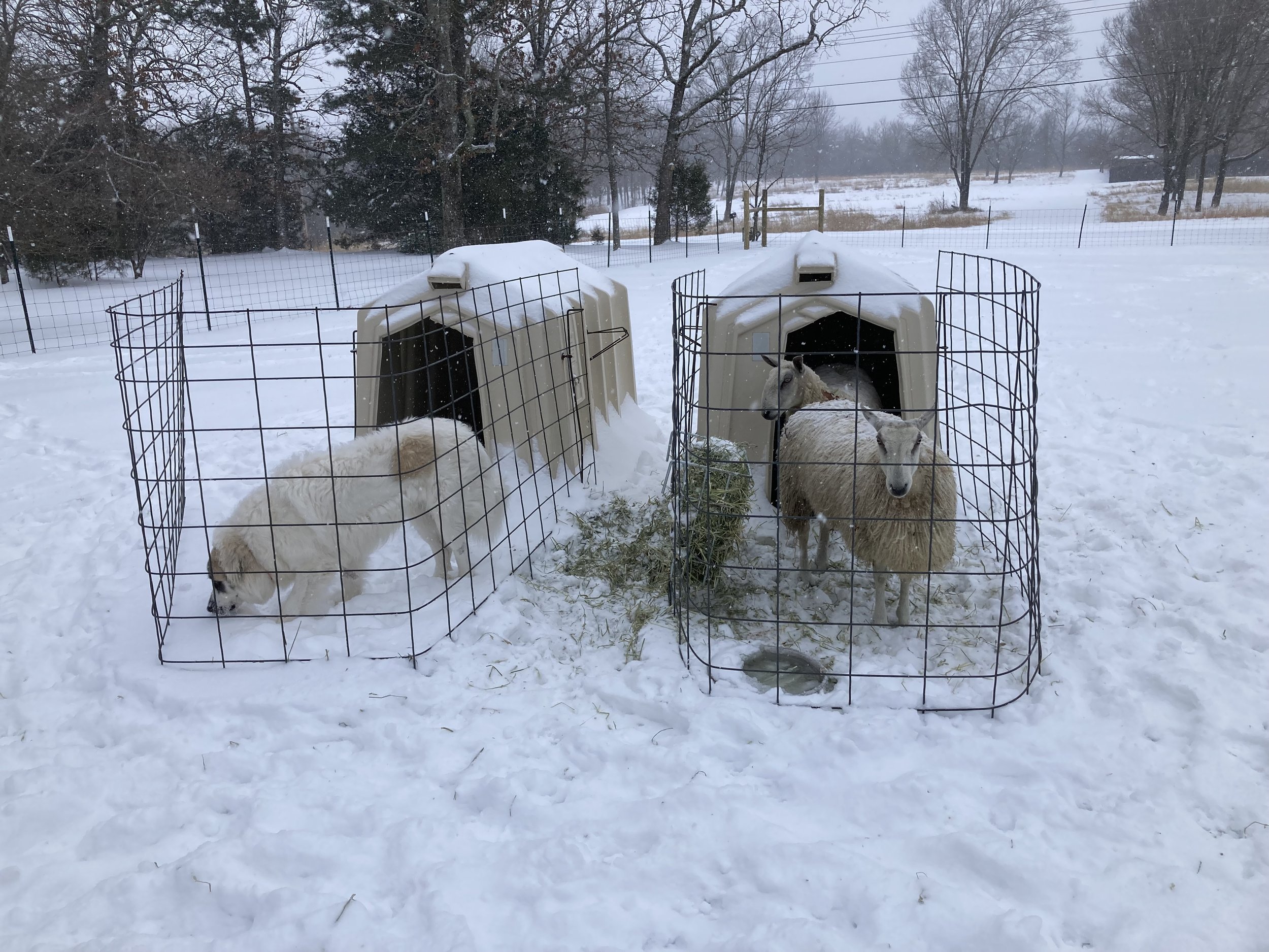  Time spent caring for two Bluefaced Leicester sheep and livestock guardian dogs in the Ozark Mountains region of Northwest Arkansas, Fieldwork is a rumination on a learning curve, a reflection on the acts of owning, belonging, and care. It is also a