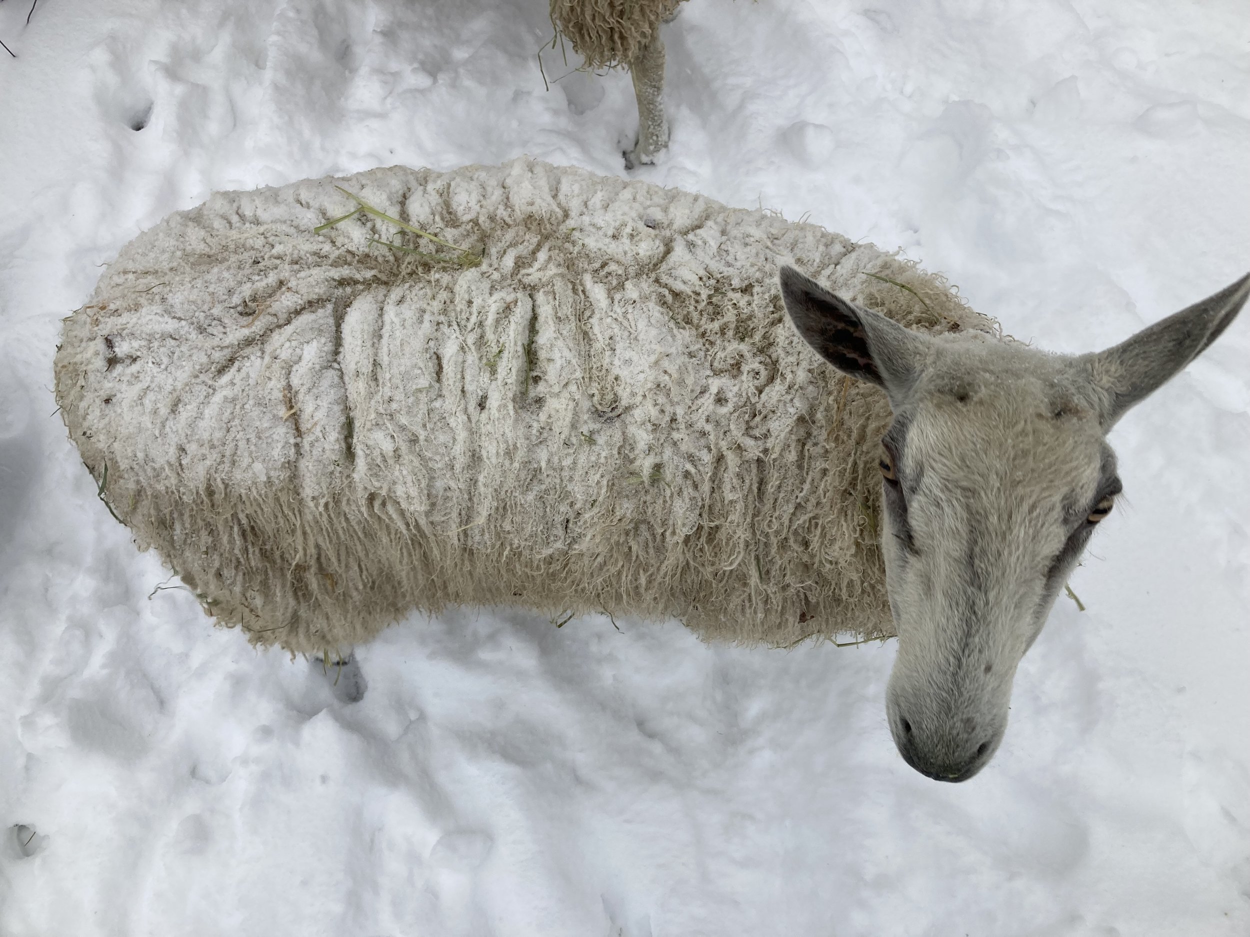  Time spent caring for two Bluefaced Leicester sheep and livestock guardian dogs in the Ozark Mountains region of Northwest Arkansas, Fieldwork is a rumination on a learning curve, a reflection on the acts of owning, belonging, and care. It is also a