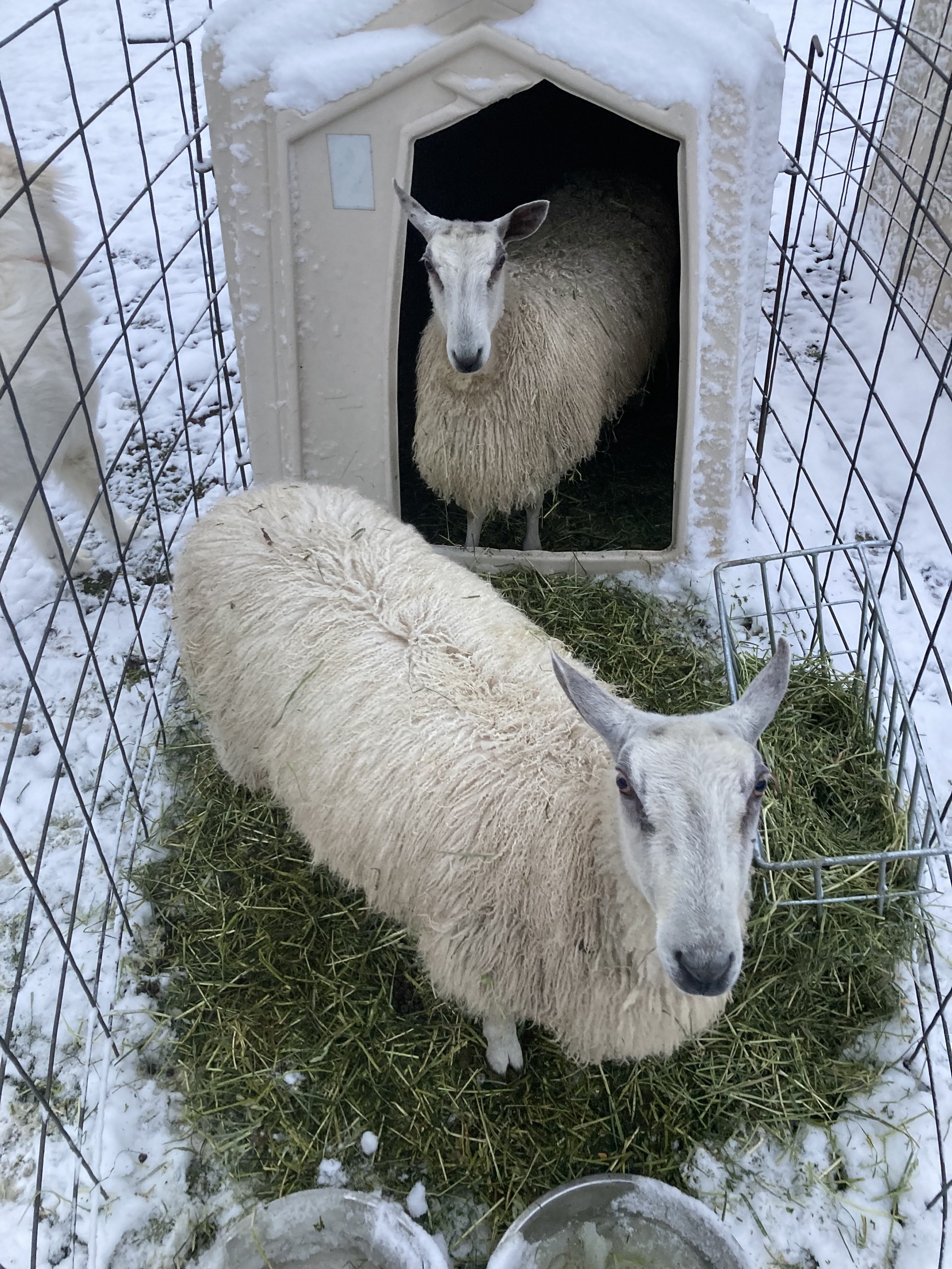  Time spent caring for two Bluefaced Leicester sheep and livestock guardian dogs in the Ozark Mountains region of Northwest Arkansas, Fieldwork is a rumination on a learning curve, a reflection on the acts of owning, belonging, and care. It is also a