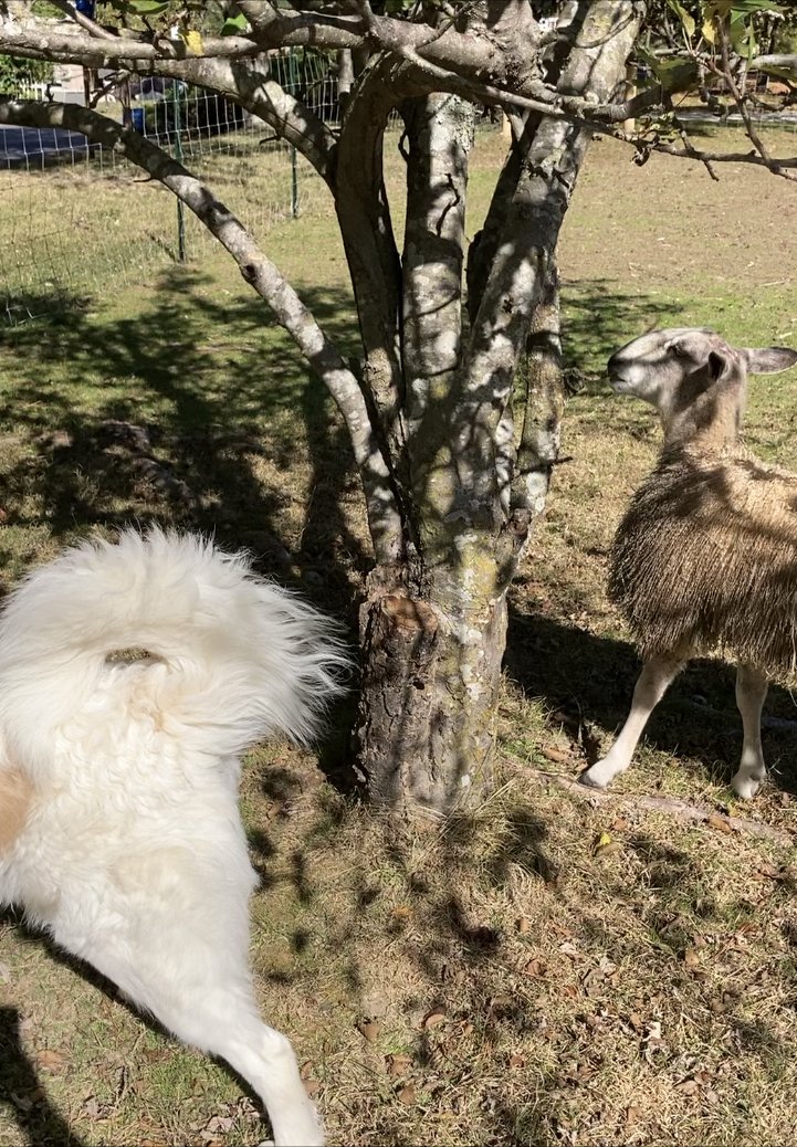  Time spent caring for two Bluefaced Leicester sheep and livestock guardian dogs in the Ozark Mountains region of Northwest Arkansas, Fieldwork is a rumination on a learning curve, a reflection on the acts of owning, belonging, and care. It is also a