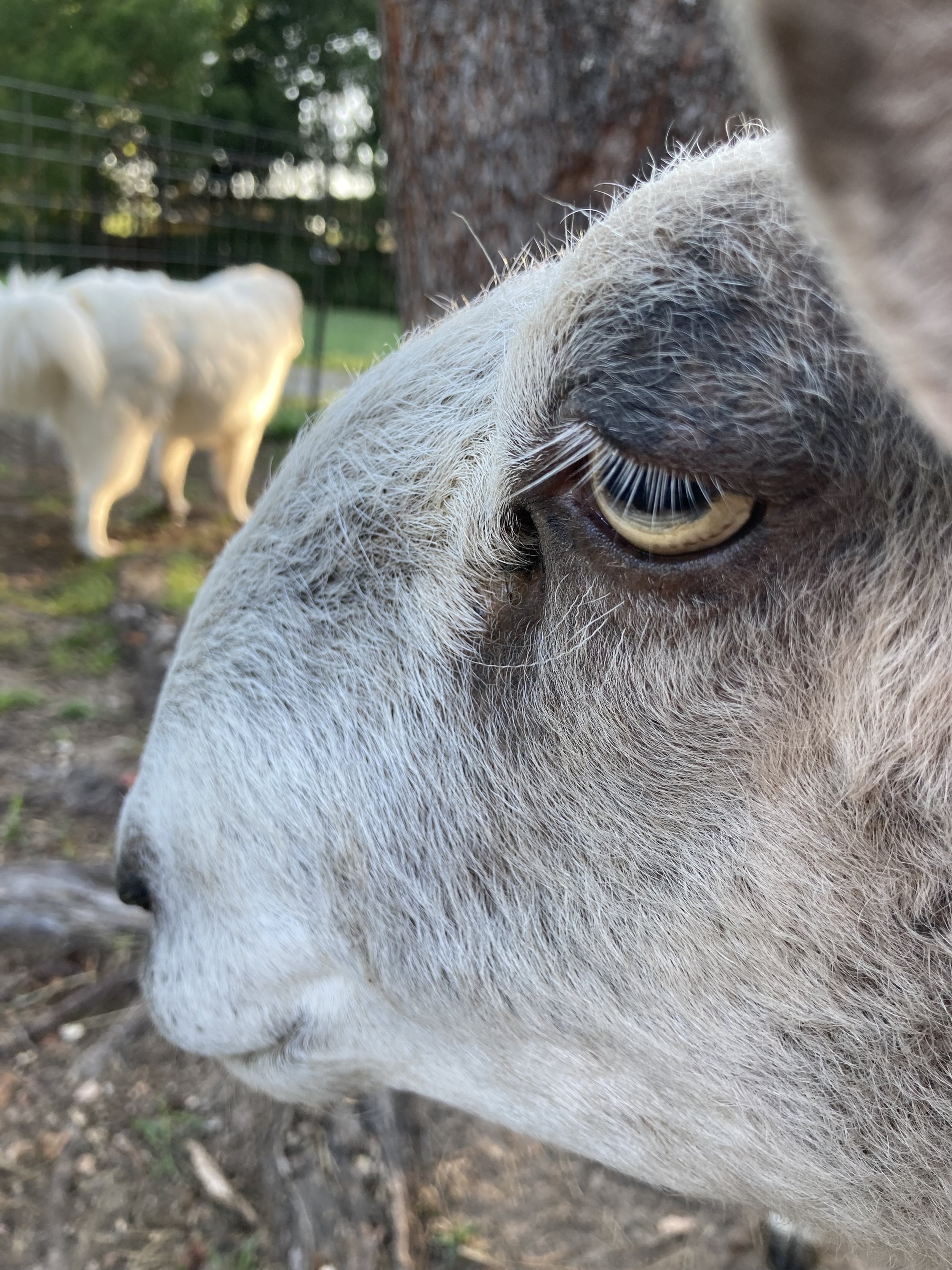  Time spent caring for two Bluefaced Leicester sheep and livestock guardian dogs in the Ozark Mountains region of Northwest Arkansas, Fieldwork is a rumination on a learning curve, a reflection on the acts of owning, belonging, and care. It is also a