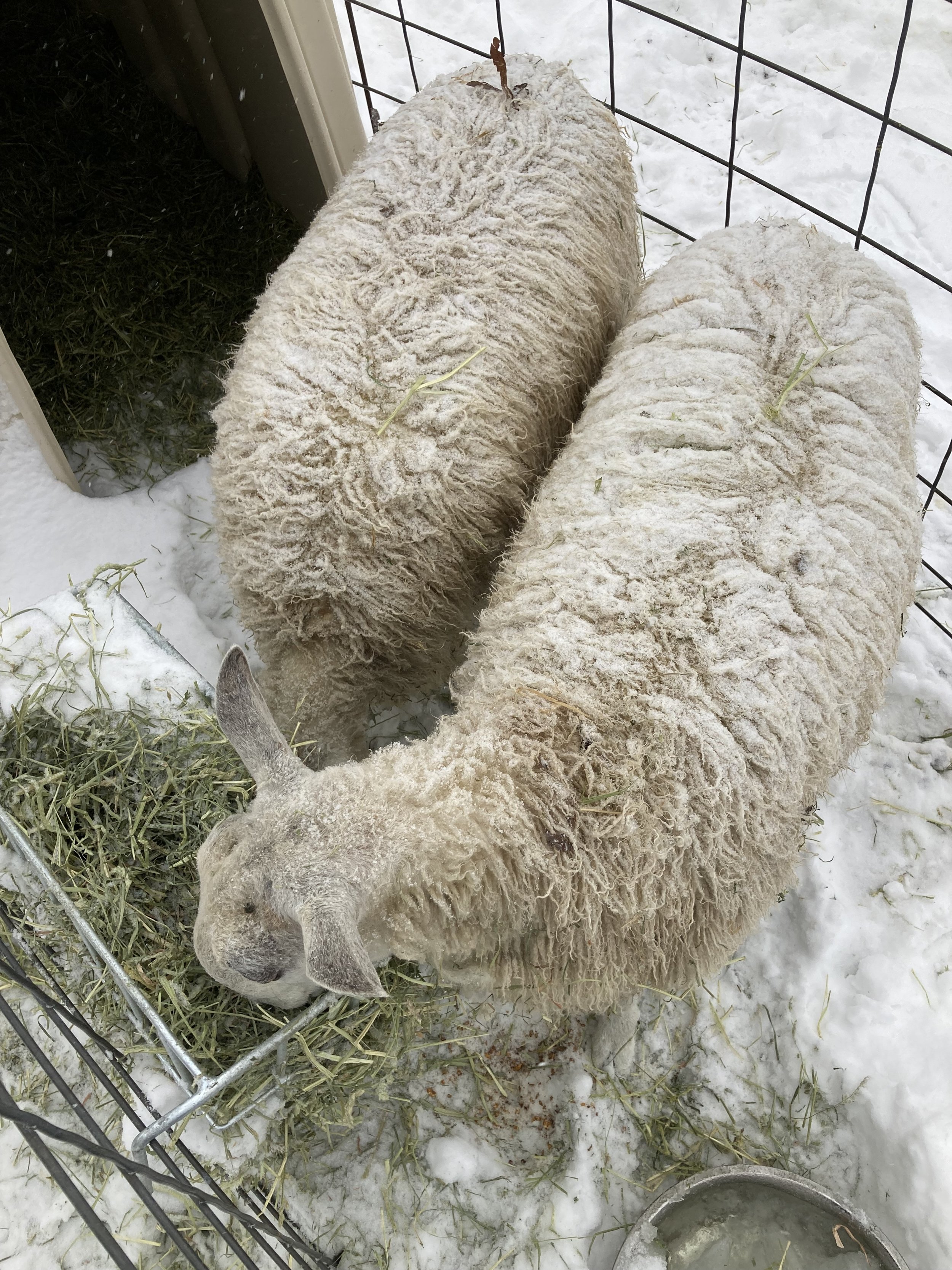  Time spent caring for two Bluefaced Leicester sheep and livestock guardian dogs in the Ozark Mountains region of Northwest Arkansas, Fieldwork is a rumination on a learning curve, a reflection on the acts of owning, belonging, and care. It is also a