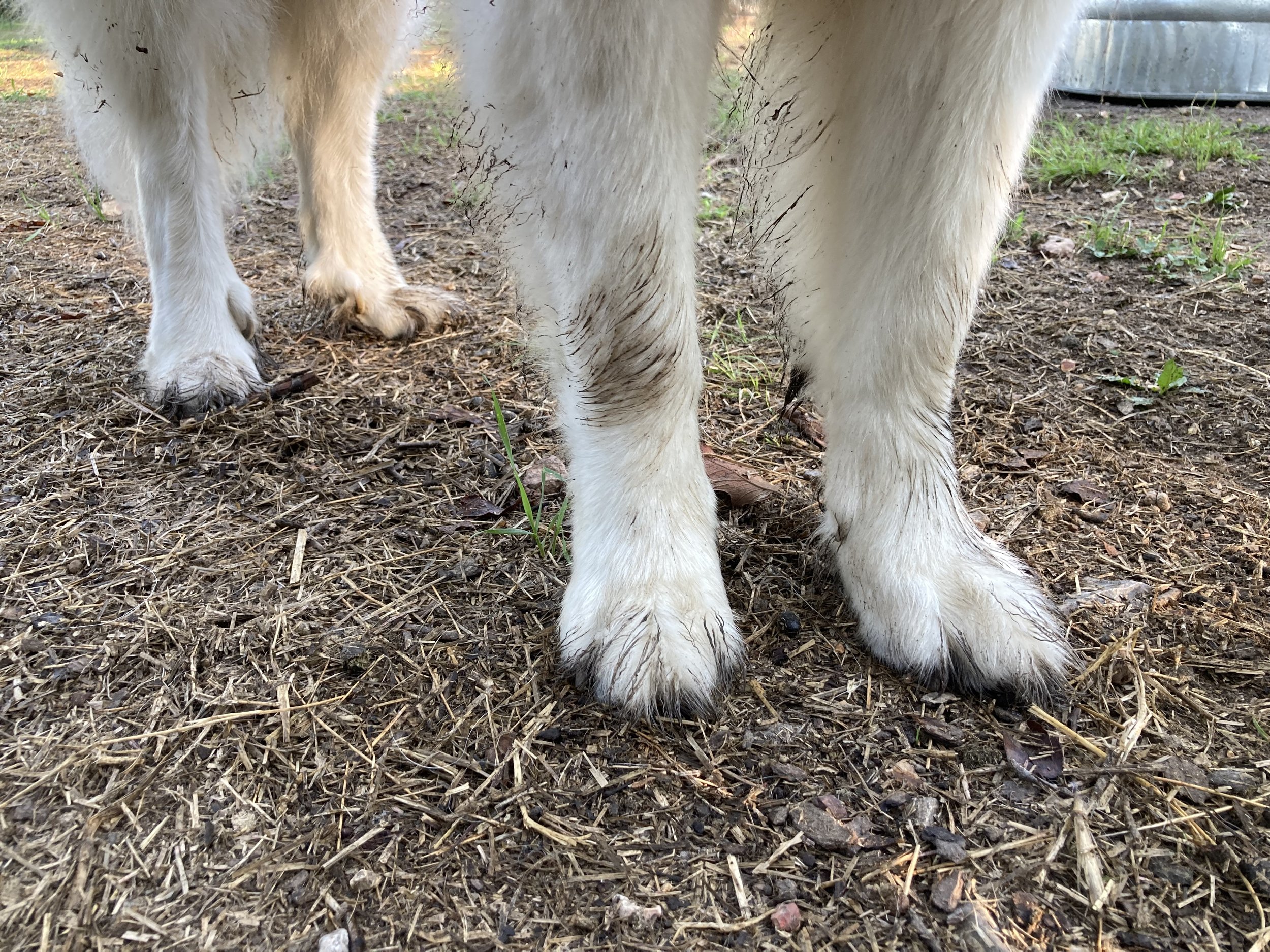 Great Pyr paws / Remy