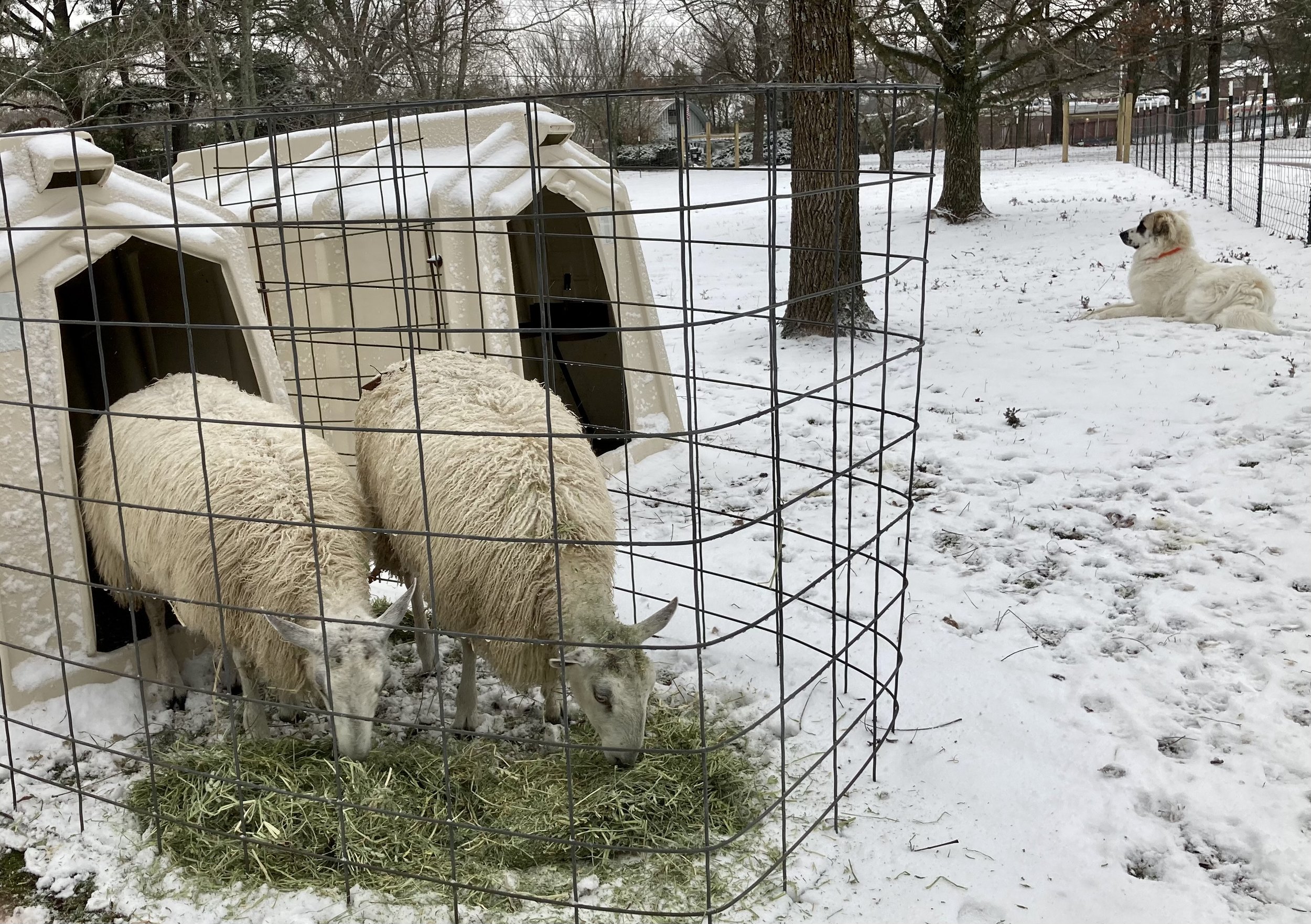  Time spent caring for two Bluefaced Leicester sheep and livestock guardian dogs in the Ozark Mountains region of Northwest Arkansas, Fieldwork is a rumination on a learning curve, a reflection on the acts of owning, belonging, and care. It is also a