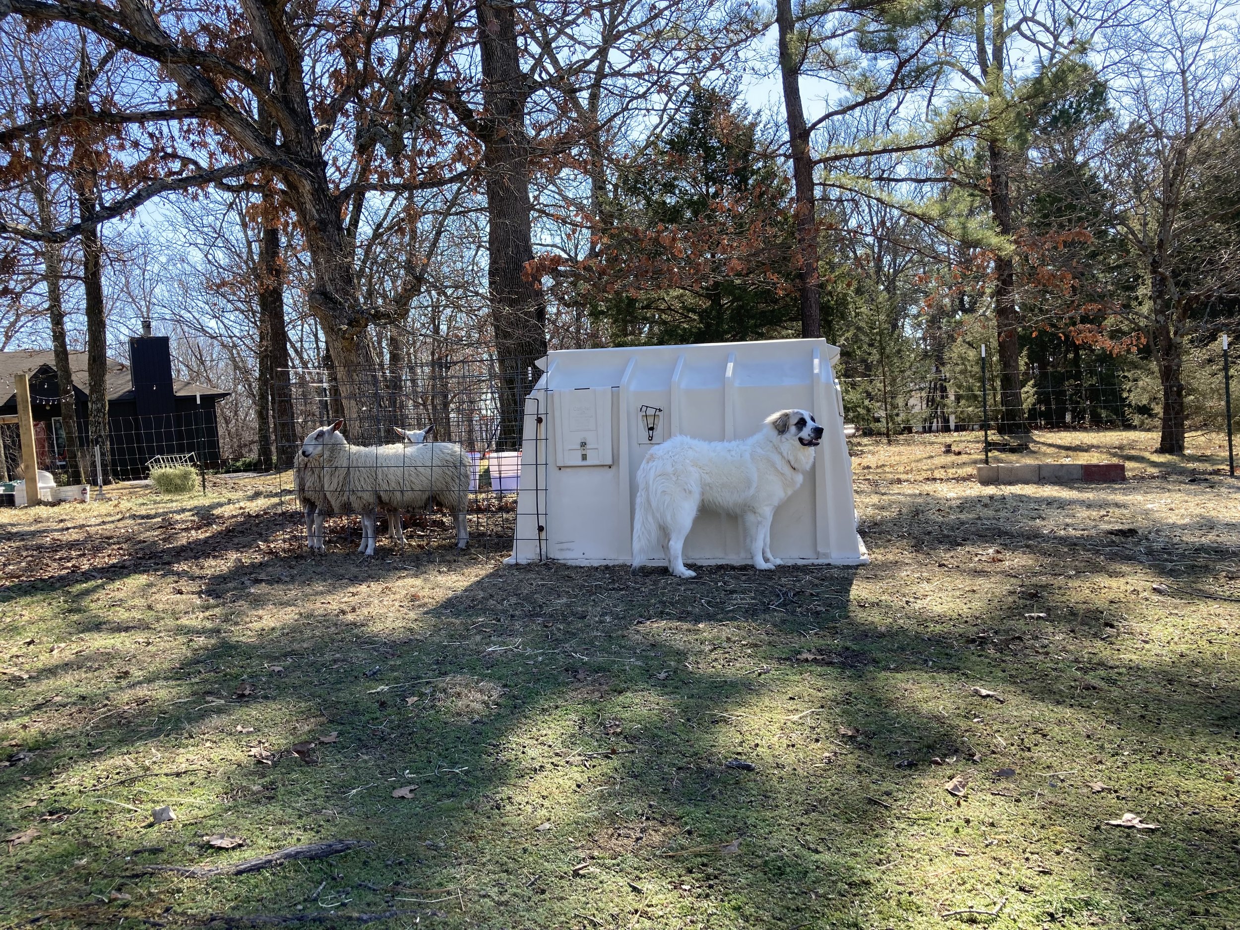  Time spent caring for two Bluefaced Leicester sheep and livestock guardian dogs in the Ozark Mountains region of Northwest Arkansas, Fieldwork is a rumination on a learning curve, a reflection on the acts of owning, belonging, and care. It is also a