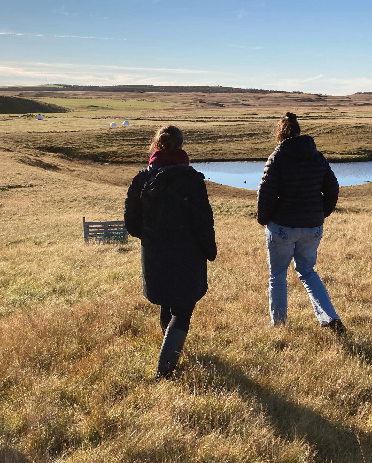 Walking the farm, west of Selfoss.