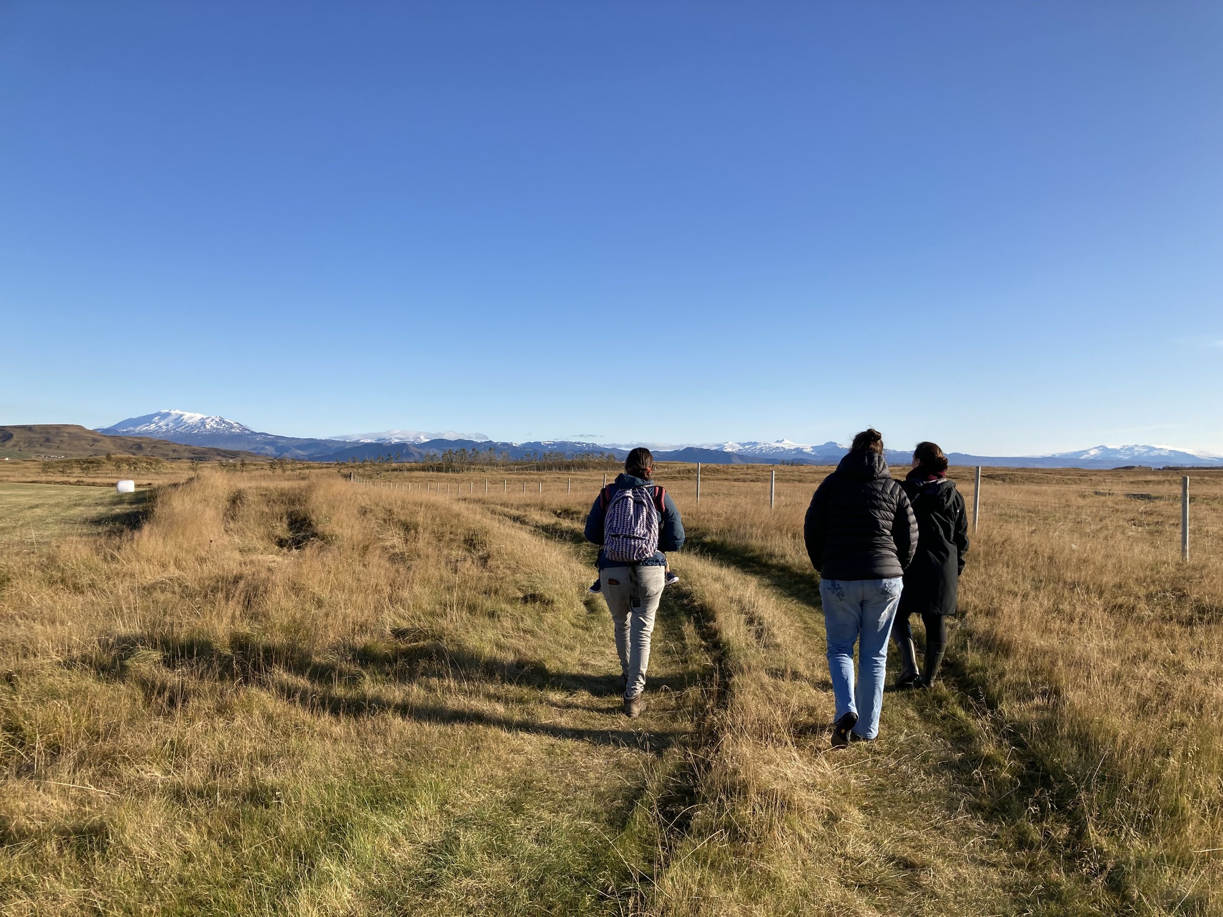 Walking the farm, west of Selfoss.