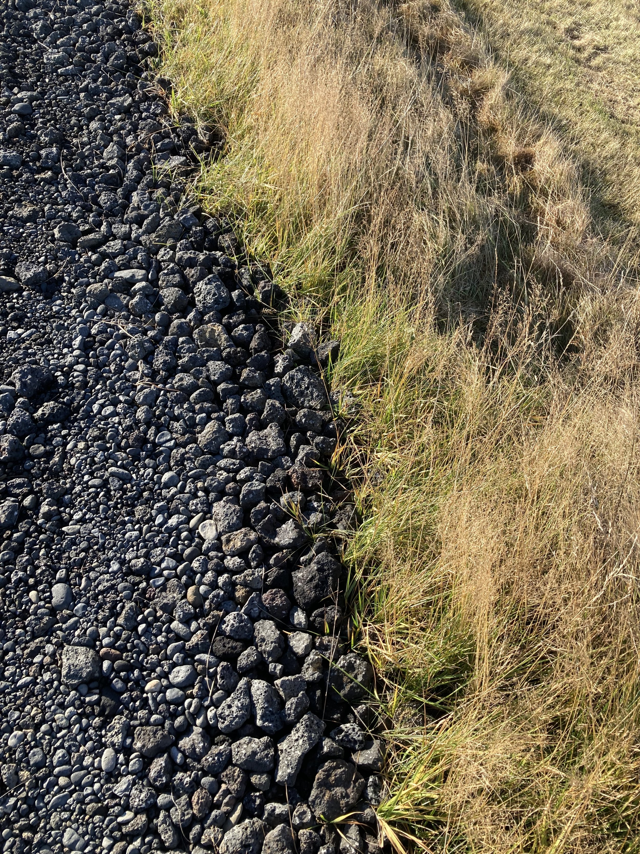 Walking the farm, west of Selfoss.