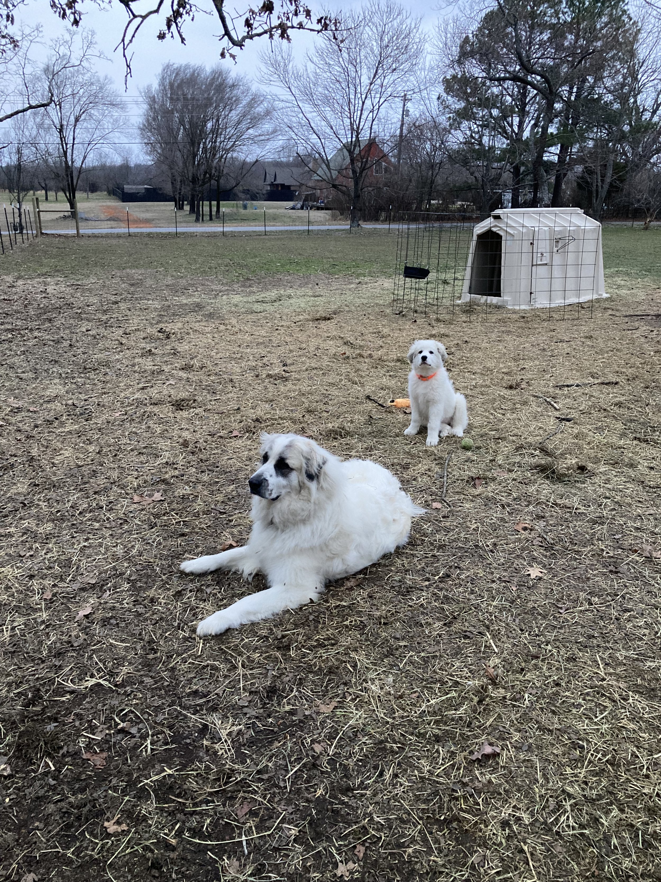 Gina and Remy / Gina at 3mos