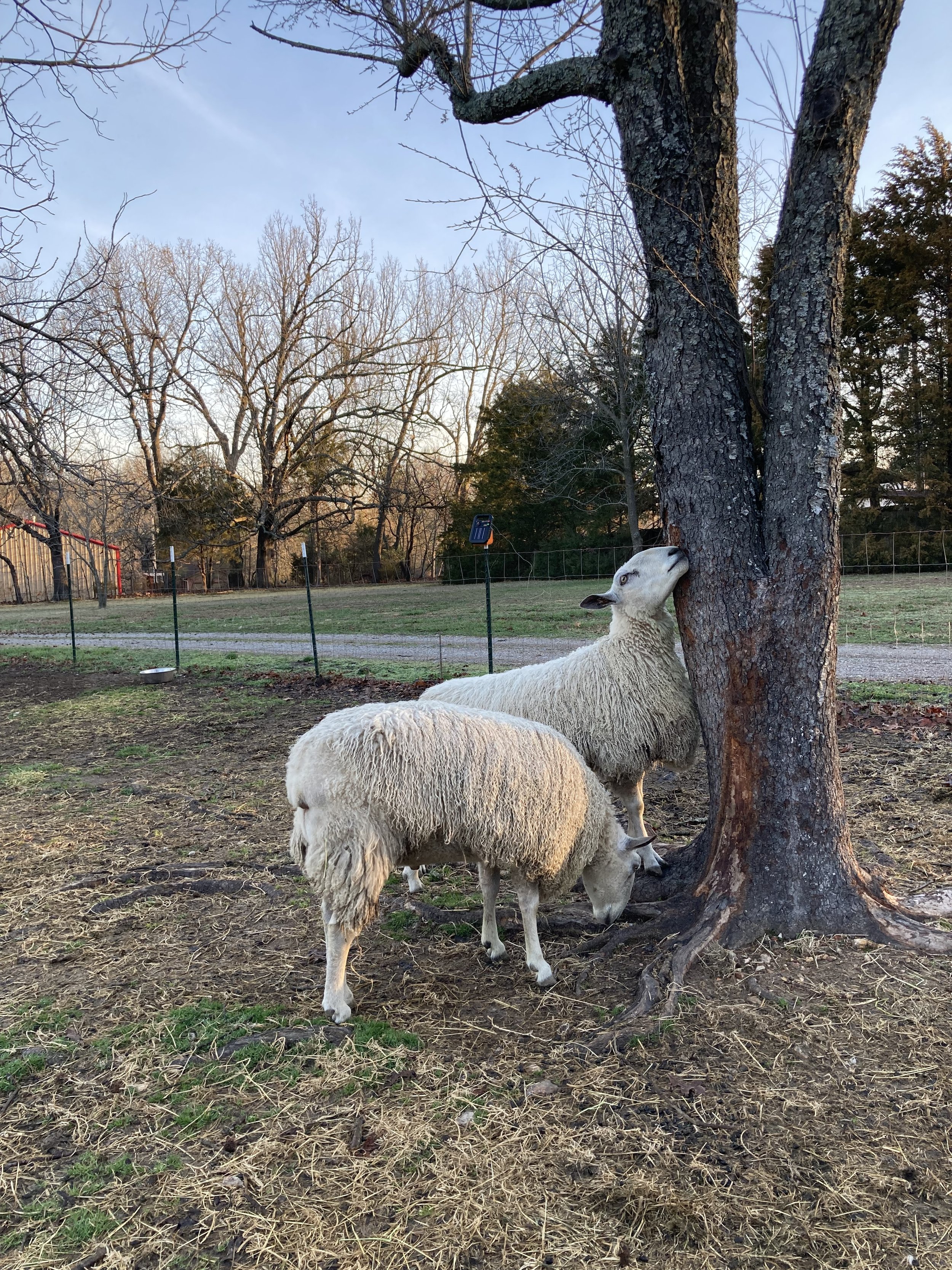 Eating bark off the cherry tree