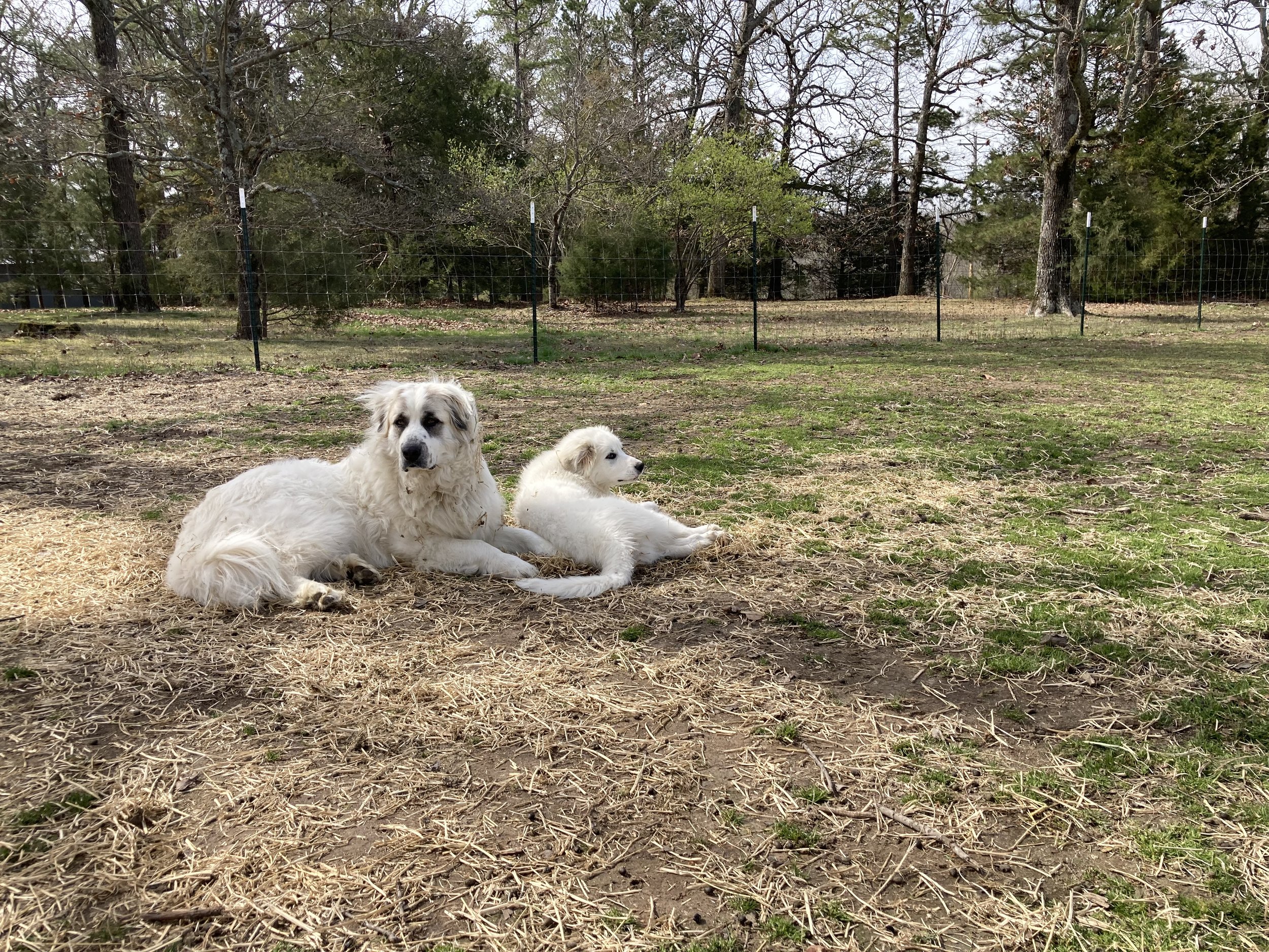 Gina and Remy / Gina at 3mos