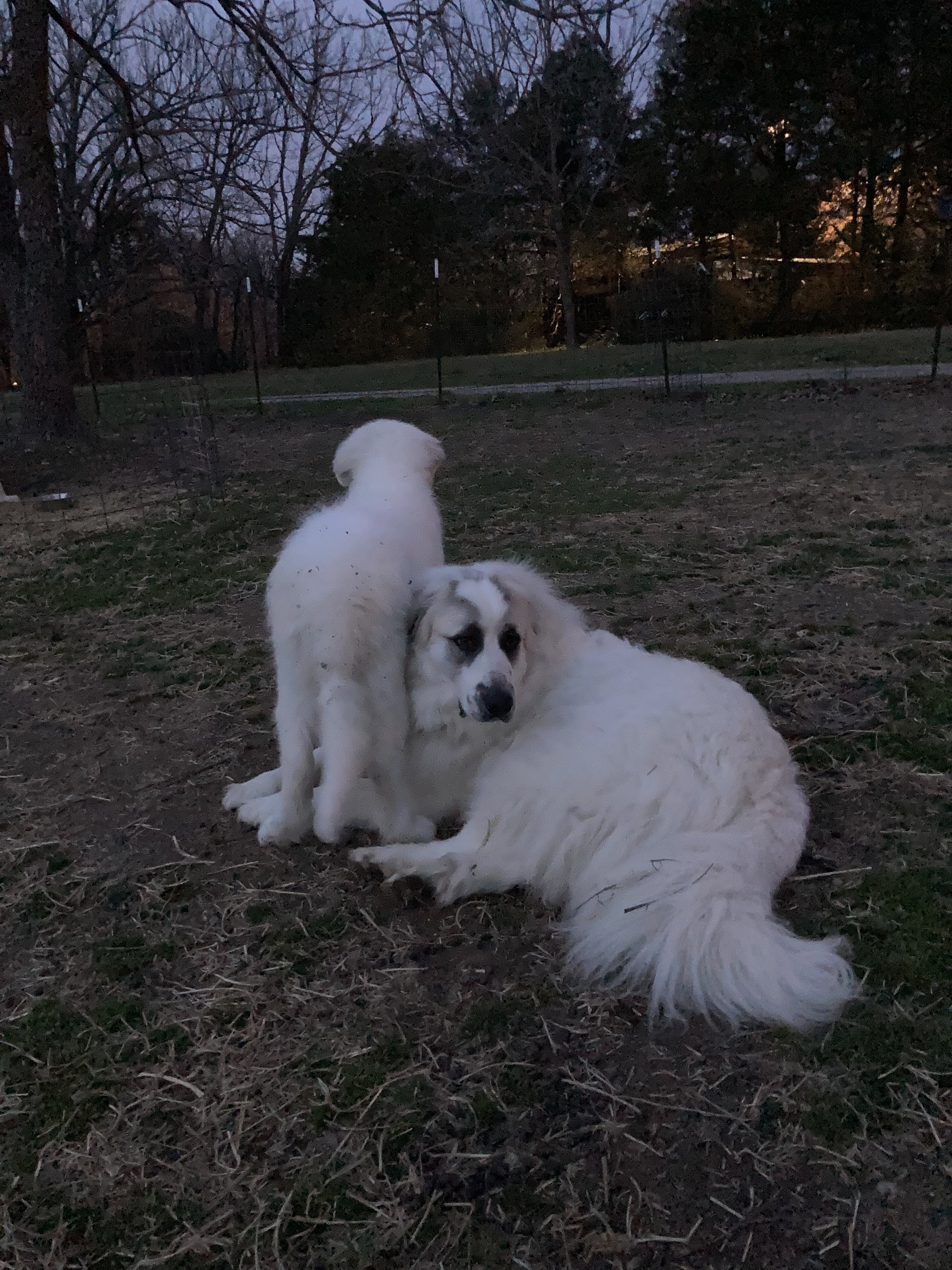 Gina and Remy, night pasture / Gina at 5mos