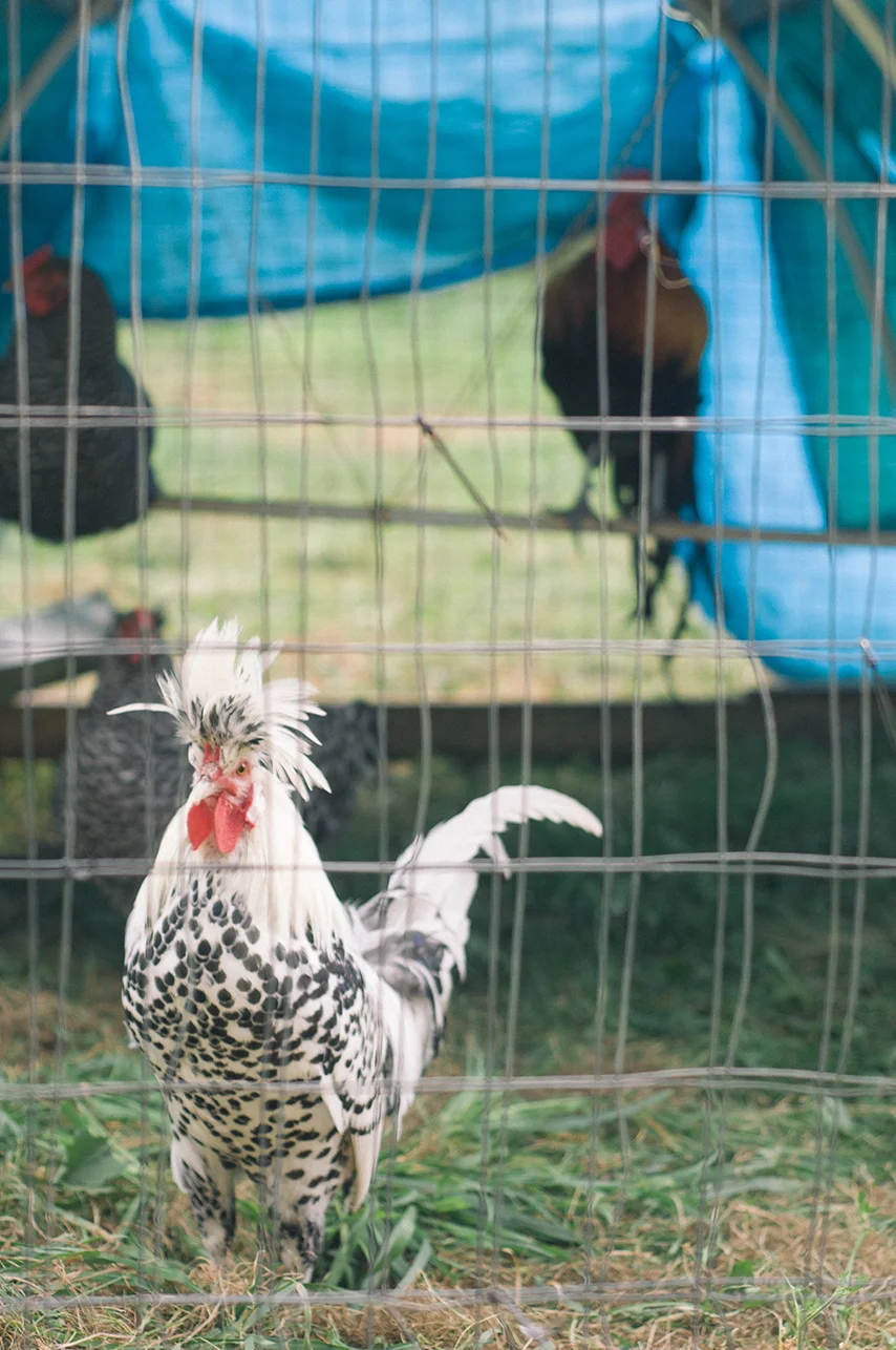 090914_Cockofthewalk_AndrewFosterPhoto.jpg