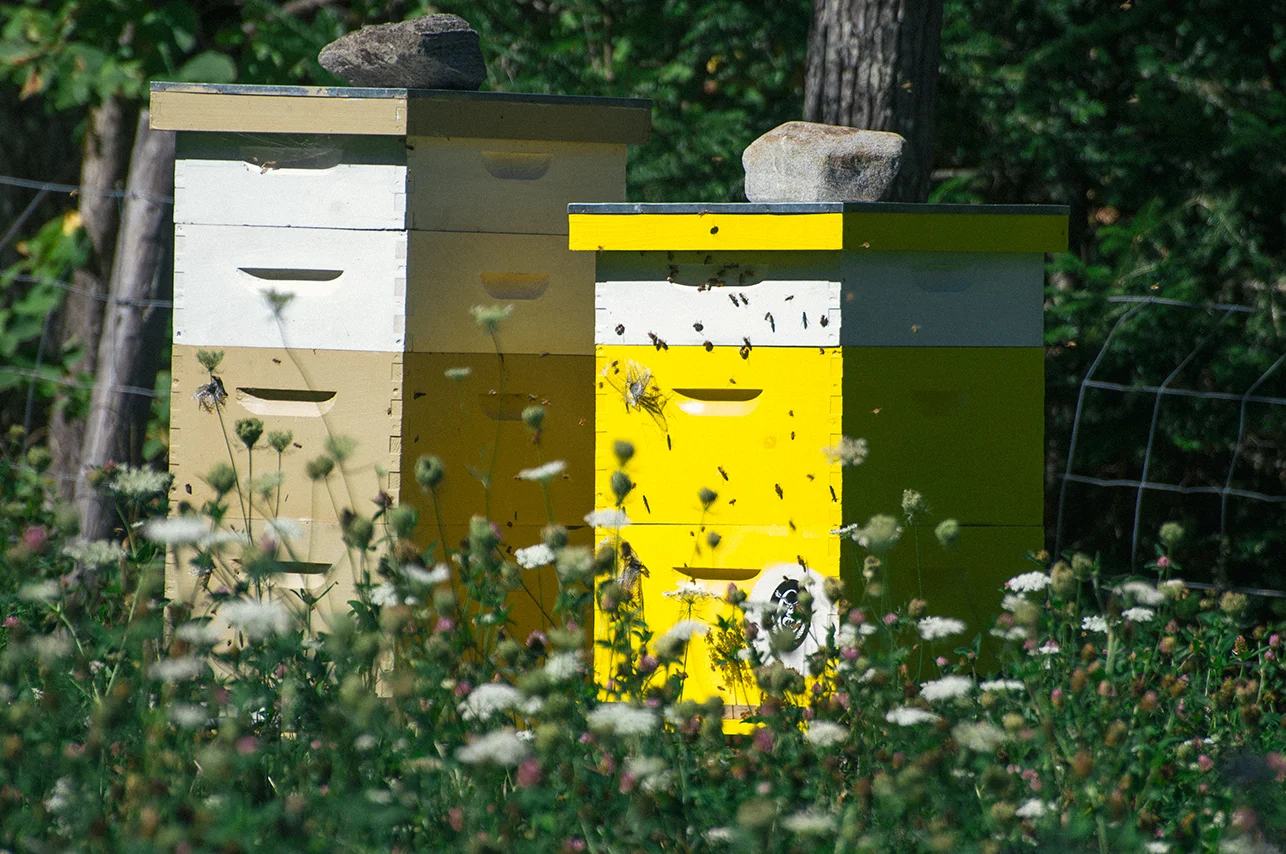 090914_OxbowFarmhouseBees_AndrewFosterPhoto.jpg
