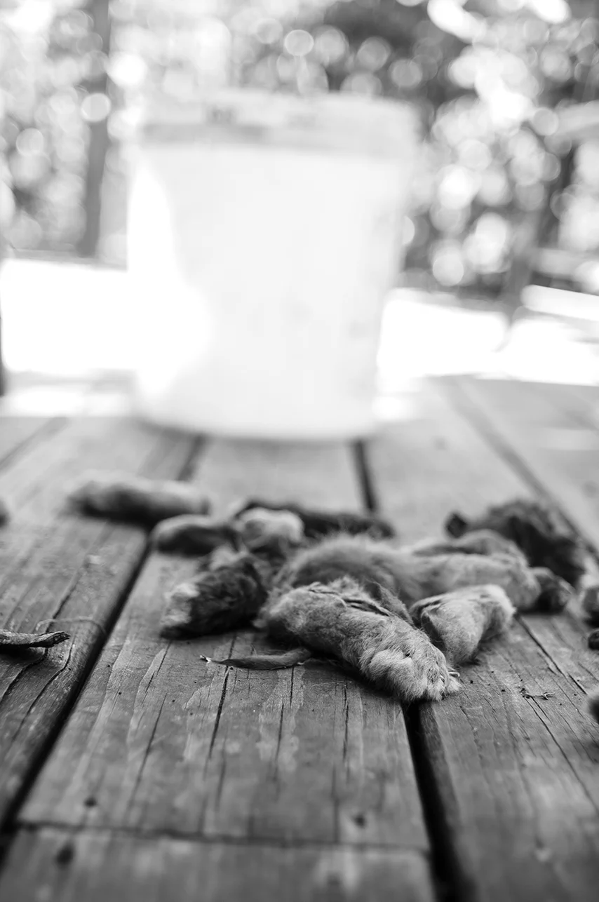 090914_RabbitsFeet_AndrewFosterPhoto.jpg