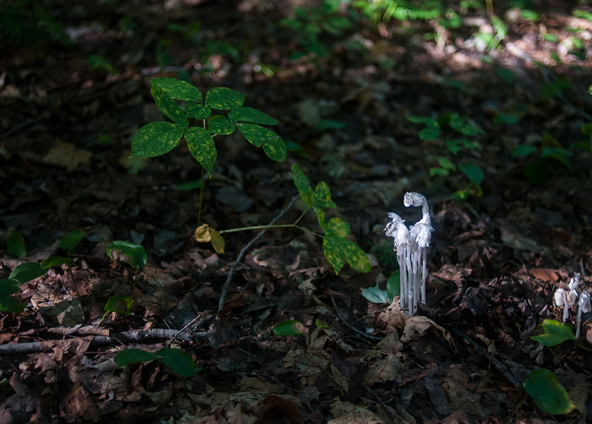 082314_Mushrooms_AndrewFoster.jpg