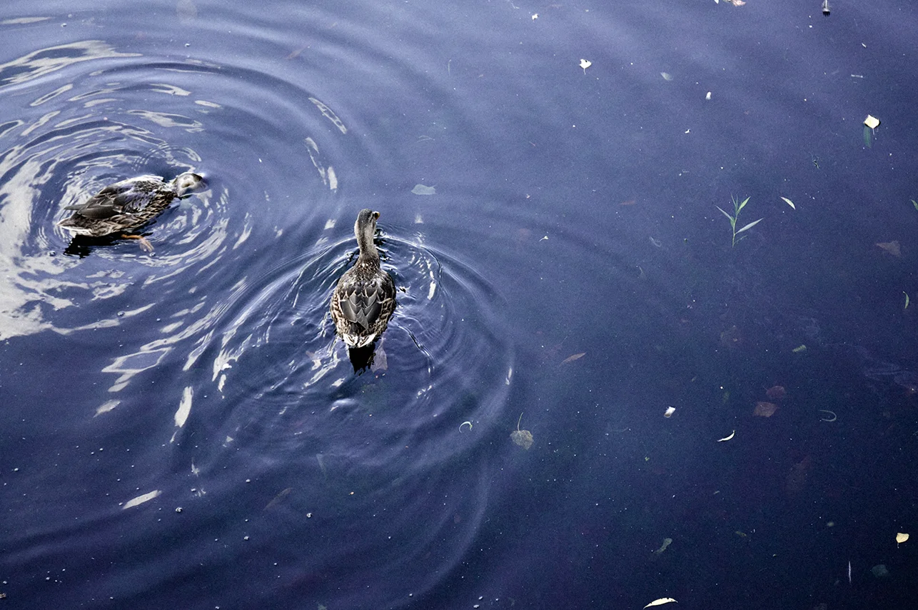 092914_Ducks.jpg