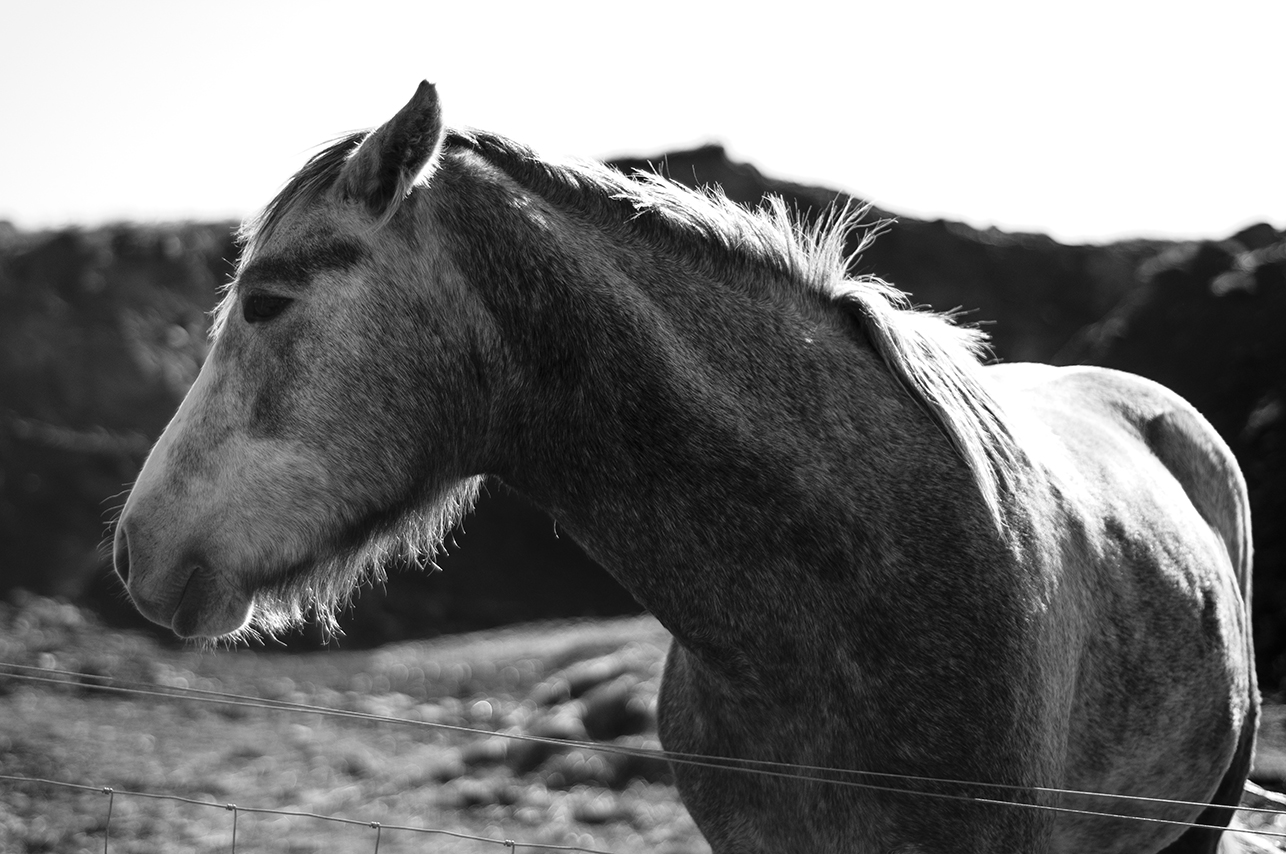 101114_WildHorses_AndrewFosterPhoto.jpg