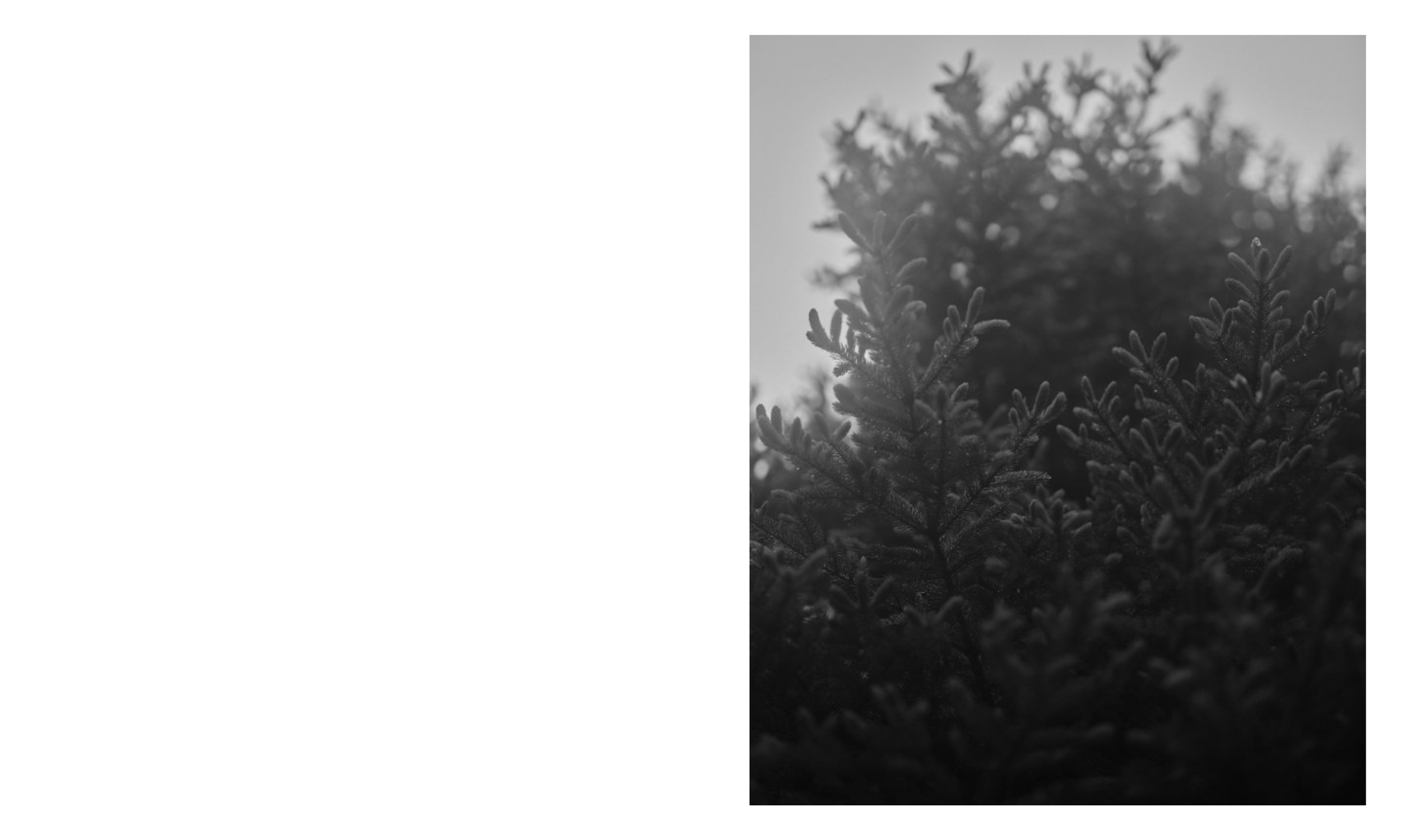 Wunderkammervisualdirectioncasestudy_AndrewFoster_Page_05.png