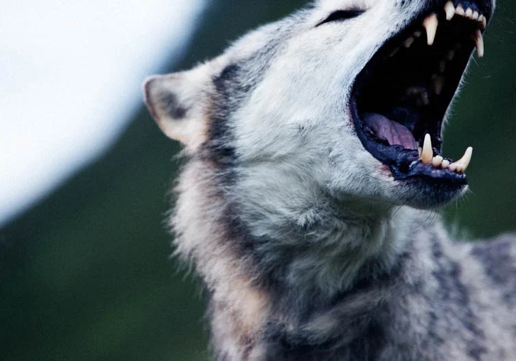 wolves-Scotland.jpg
