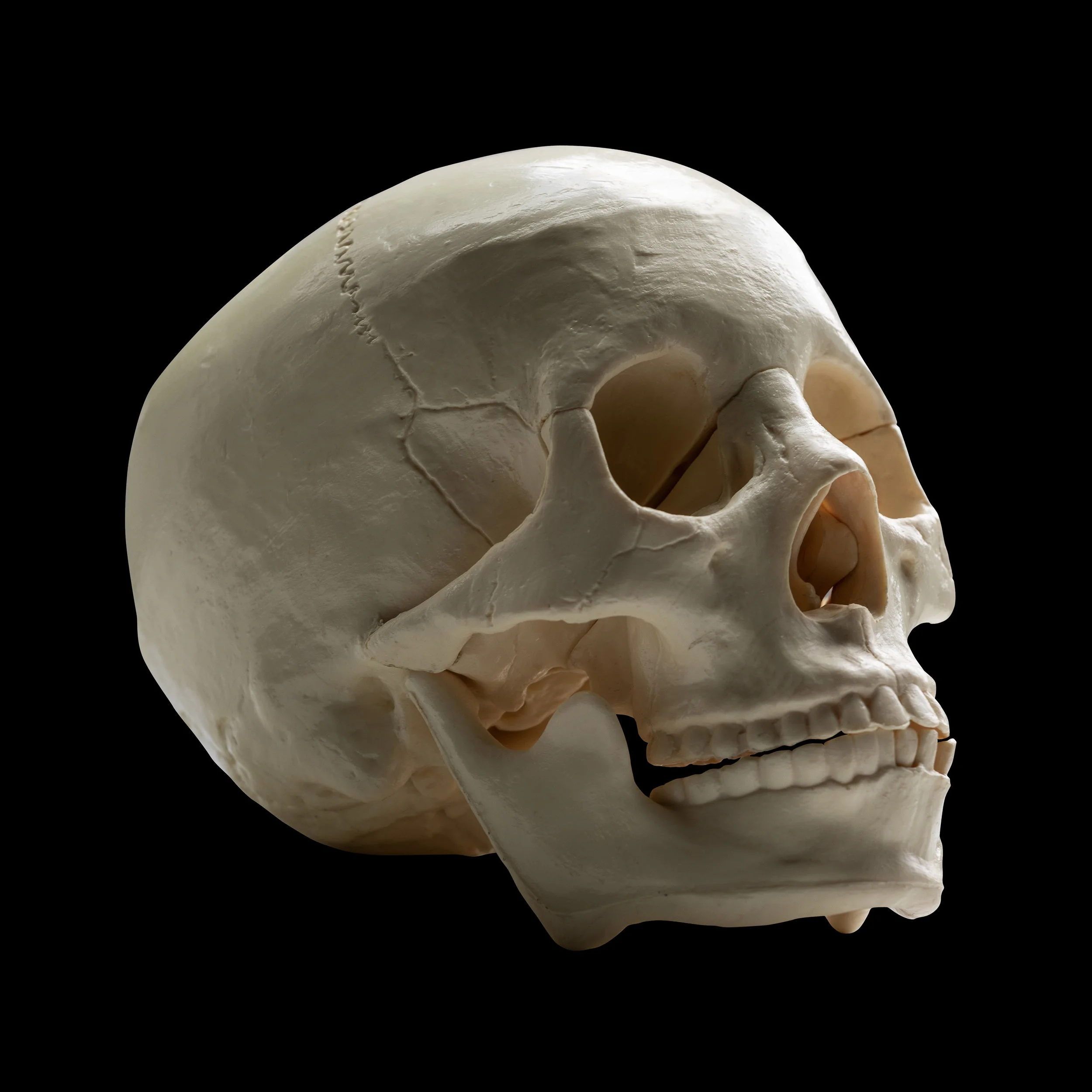 FULLSKULL_PROFILE_2_REFERENCE.jpg