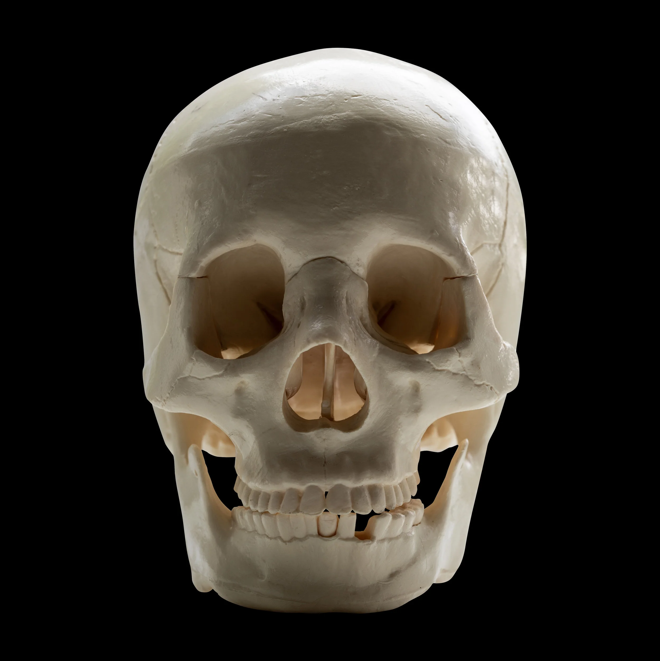 FULLSKULL_FRONT_REFERENCE.jpg