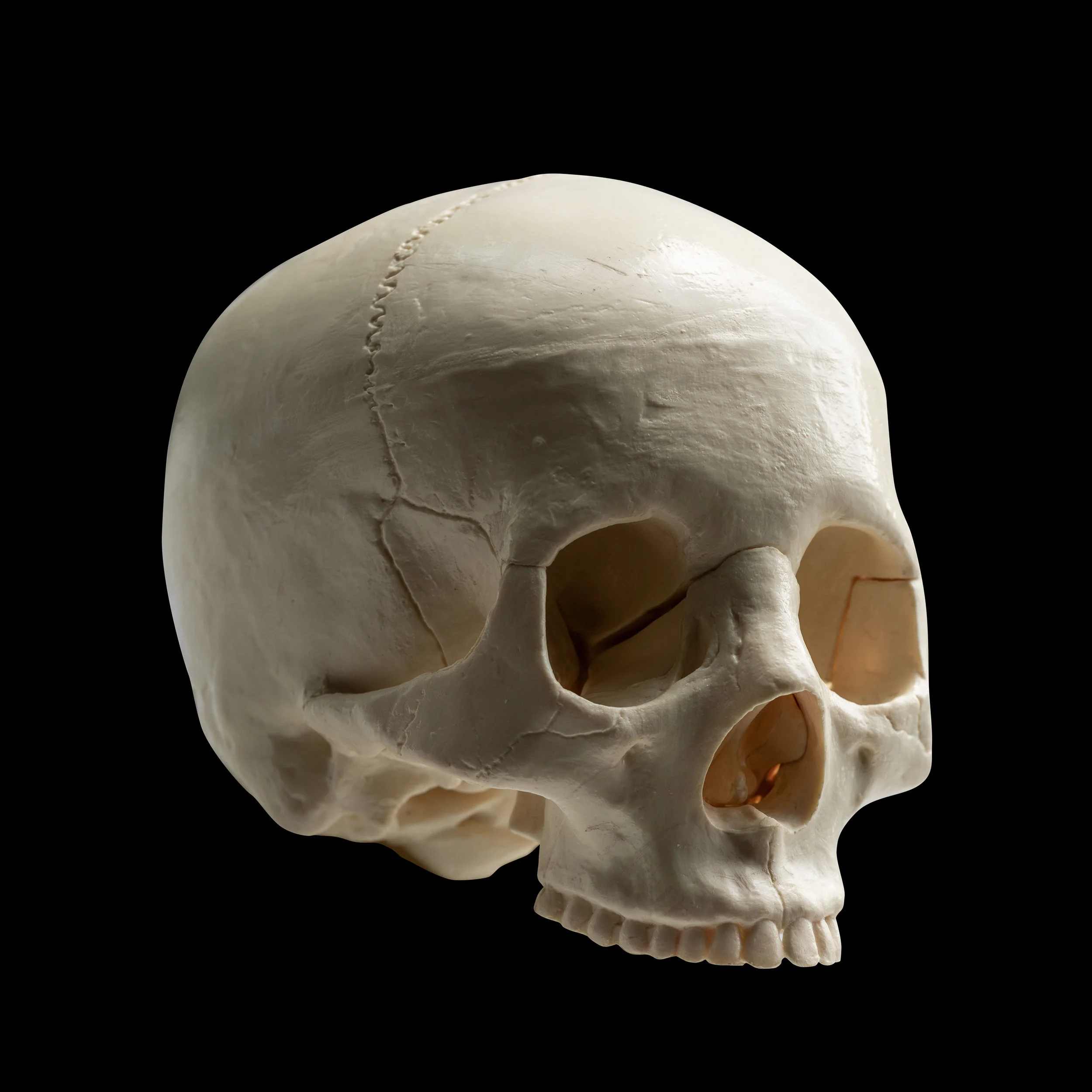 HALFSKULL_PROFILE_REFERENCE.jpg