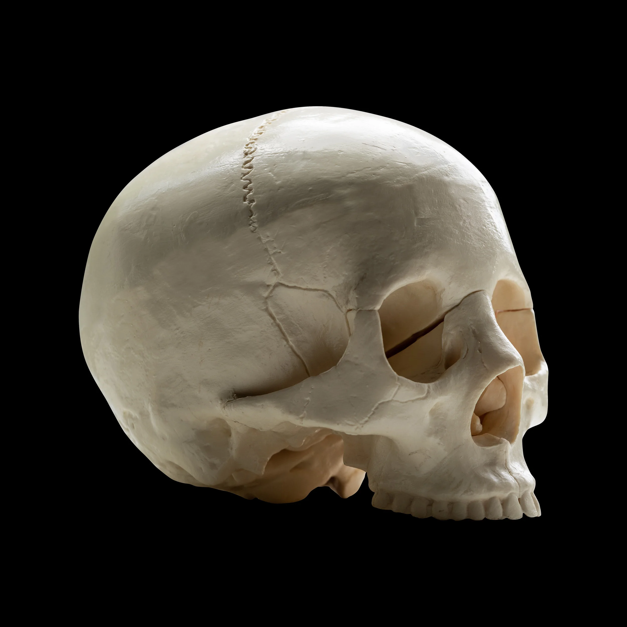 HALFSKULL_PROFILE_2_REFERENCE.jpg