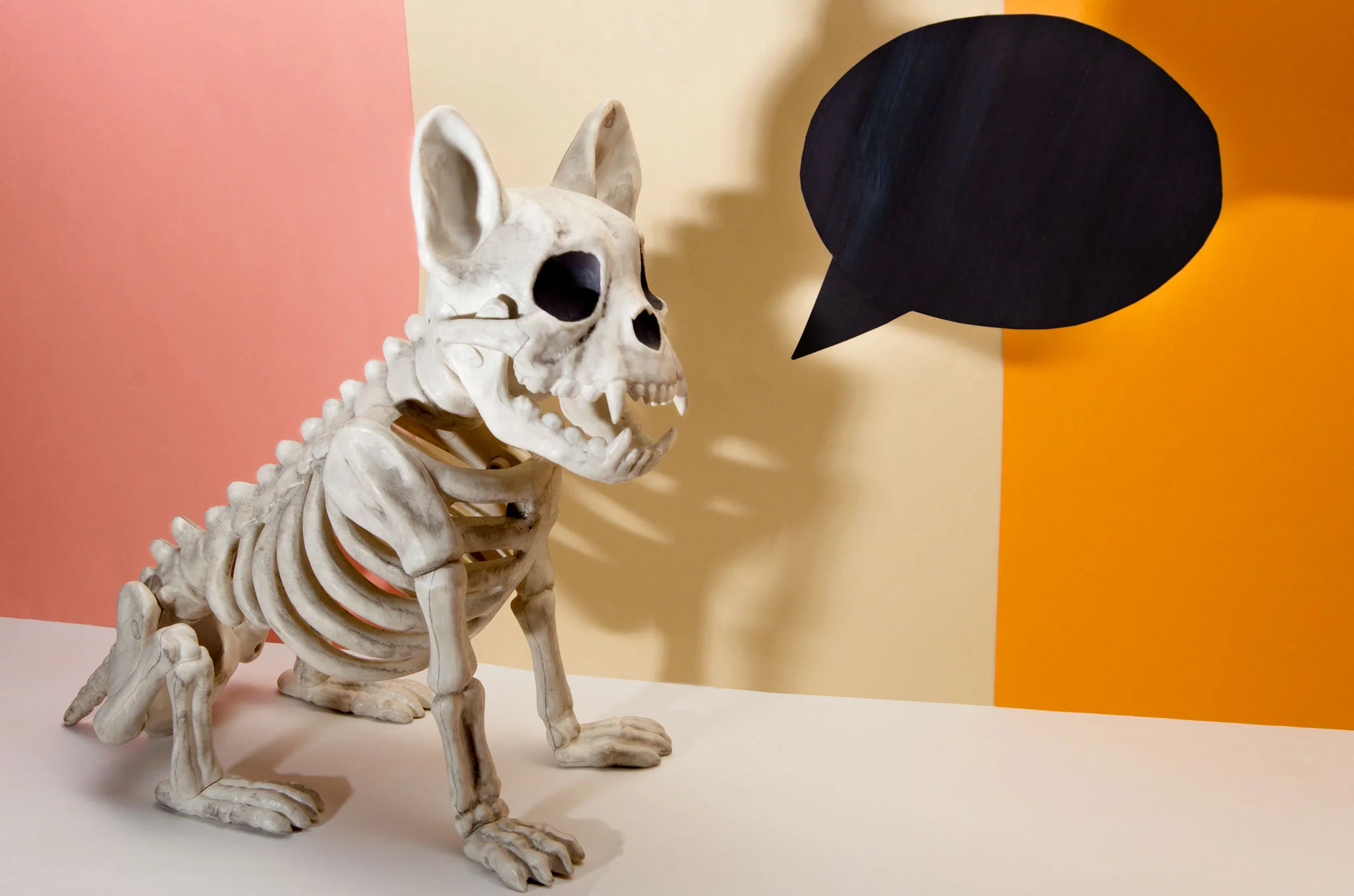DogMain-web.jpg
