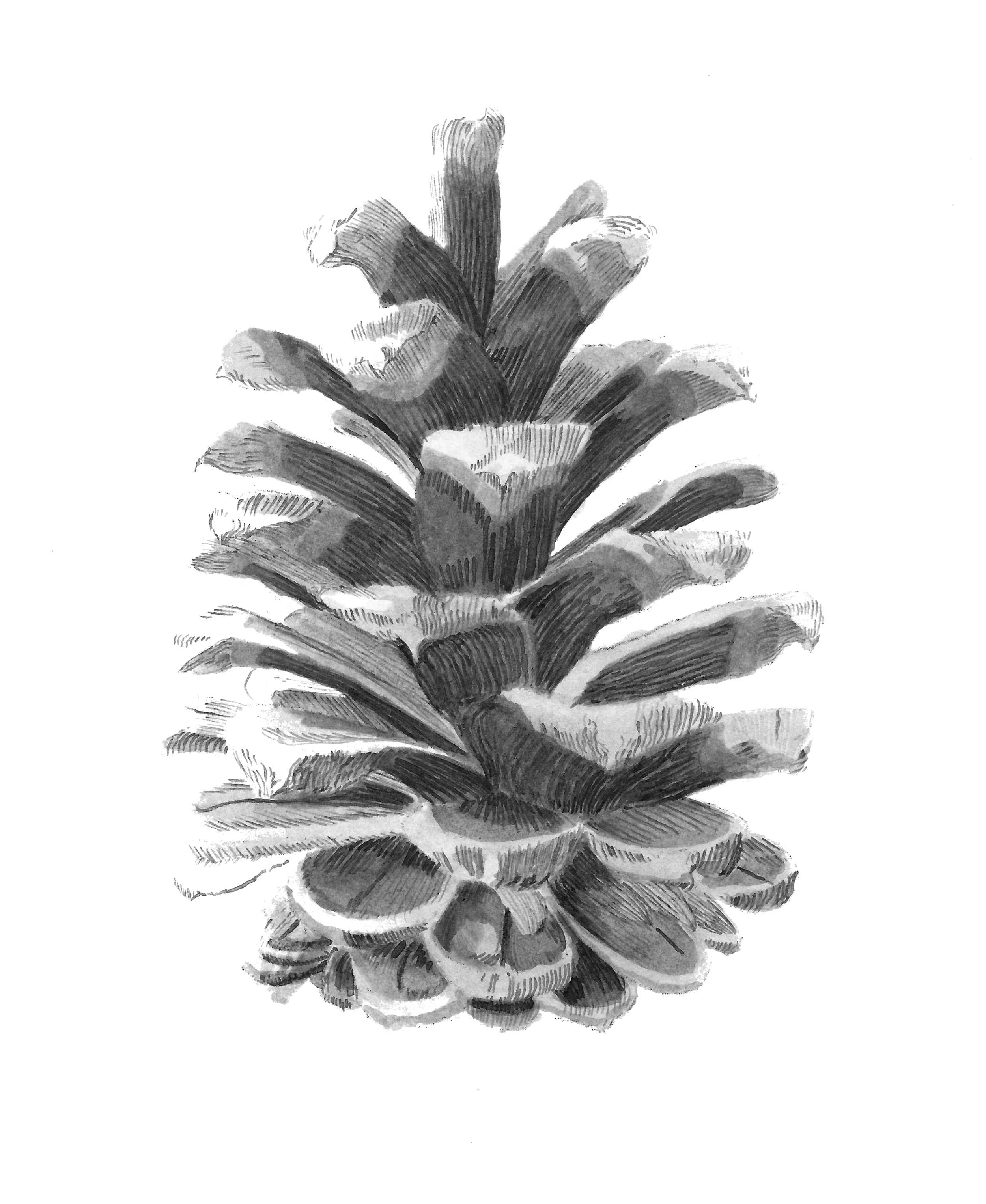 Owen Pinecone 2.jpg
