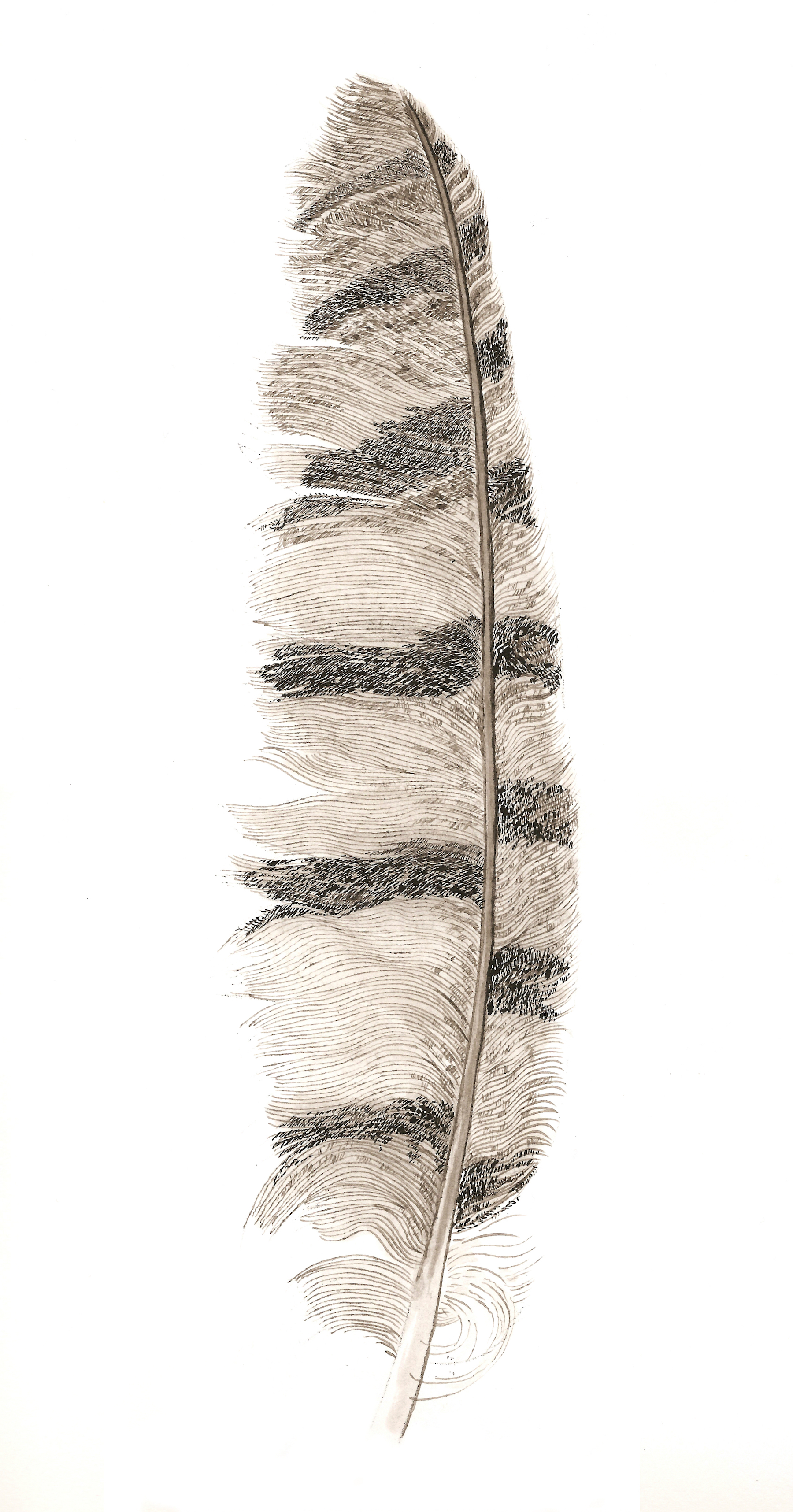 Owl Feather Ink 2 small.jpeg