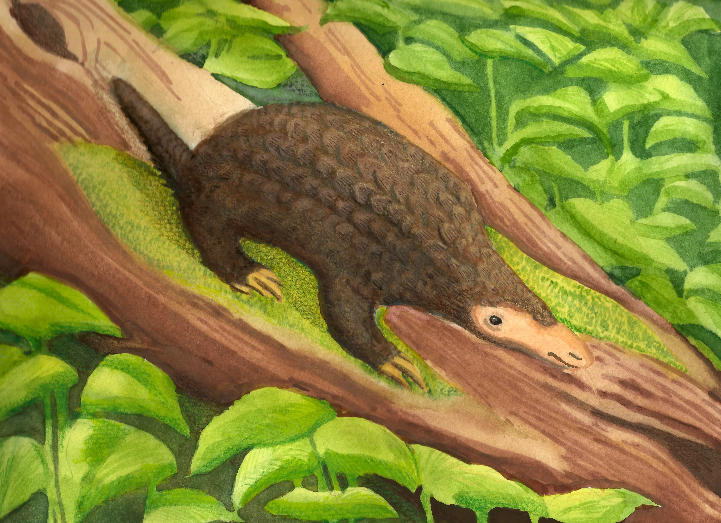 Pangolin Final copy.jpg