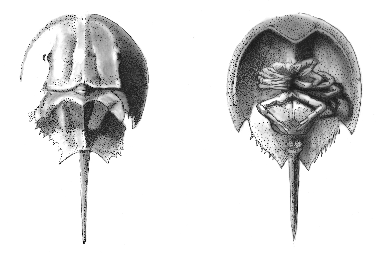Horseshoe Crab Dorsal and Ventral c small.jpeg