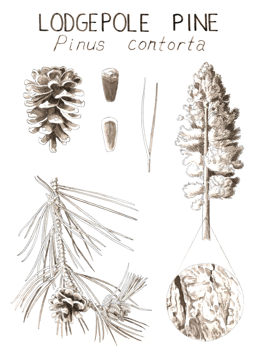 Lodgepole Plate small.jpeg