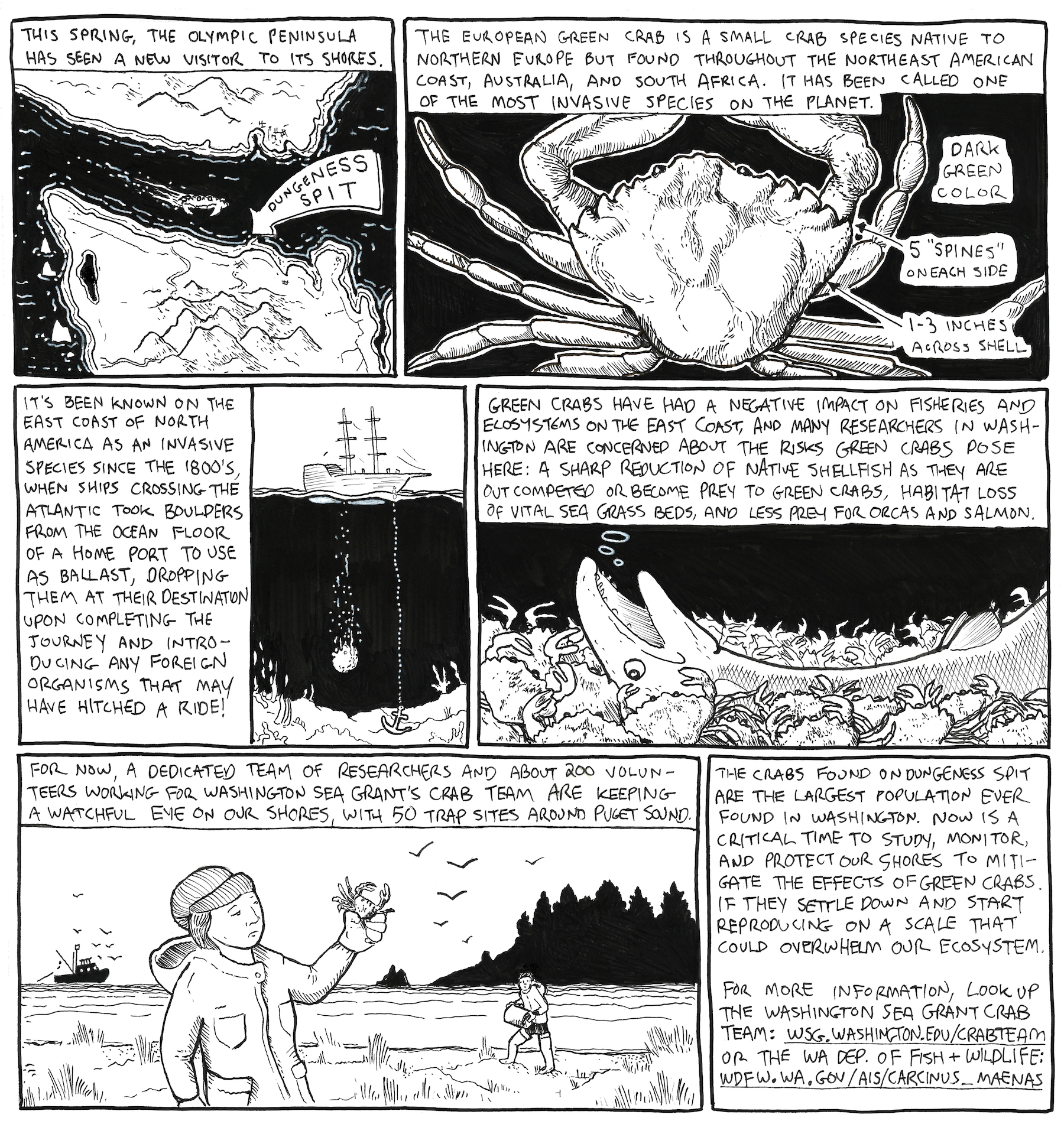 Green crab comic final small.jpeg