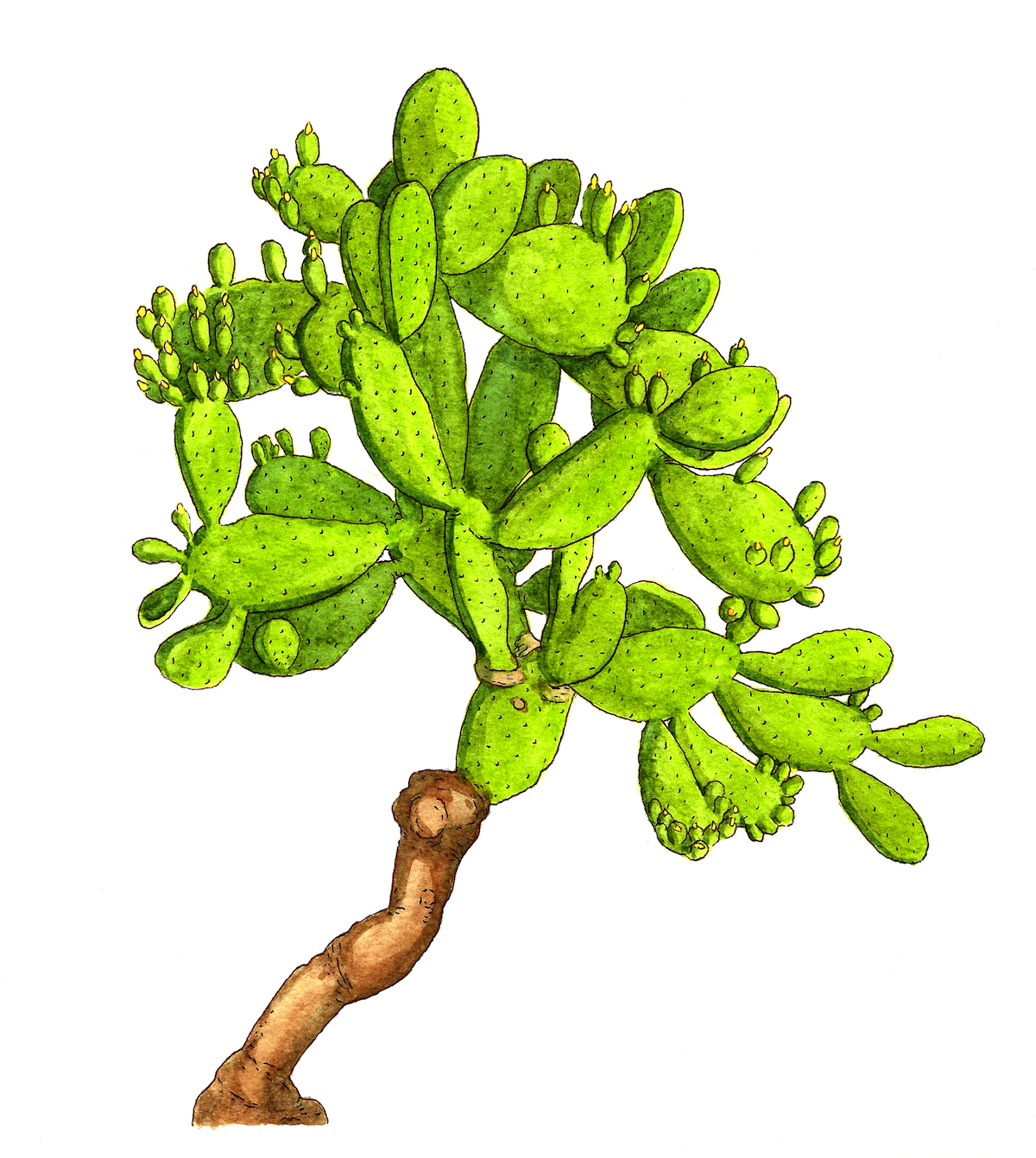 opuntia 2 small.jpeg