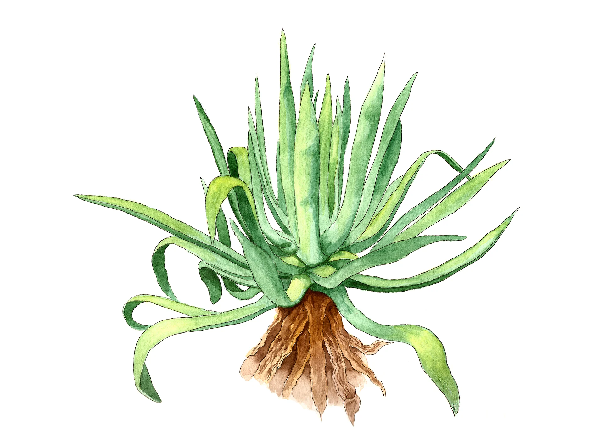 Agave 2.jpg