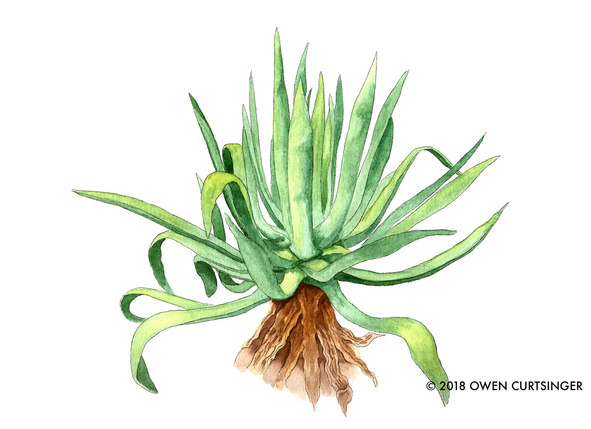 Agave Americana 2 copy.jpg