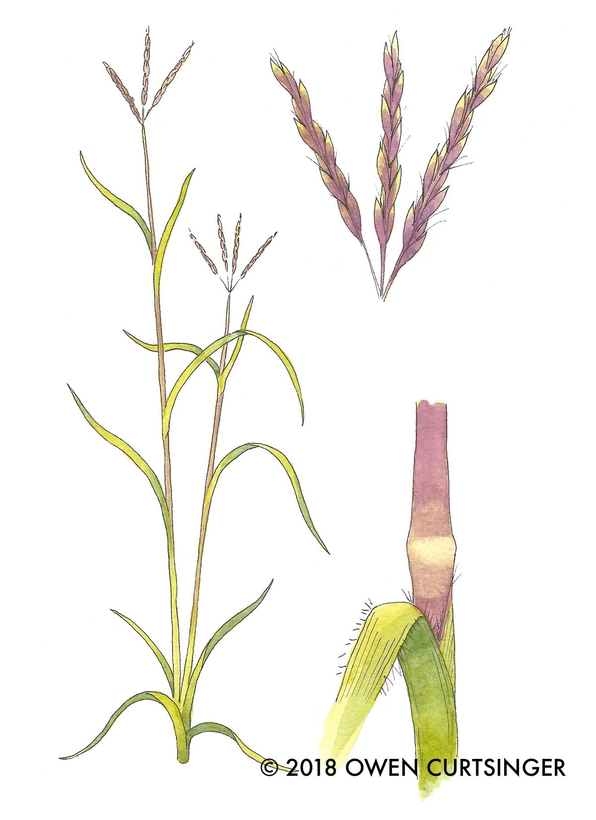 Andropogon gerardii 2 copy.jpg